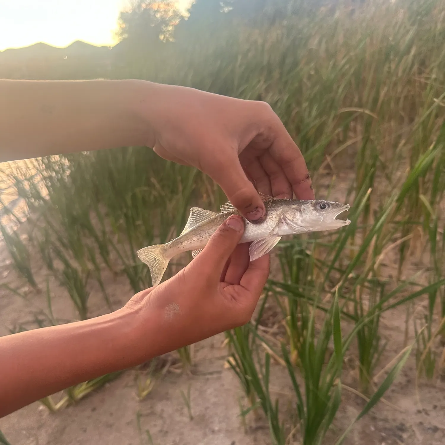 Walleye caught on Fishbrain