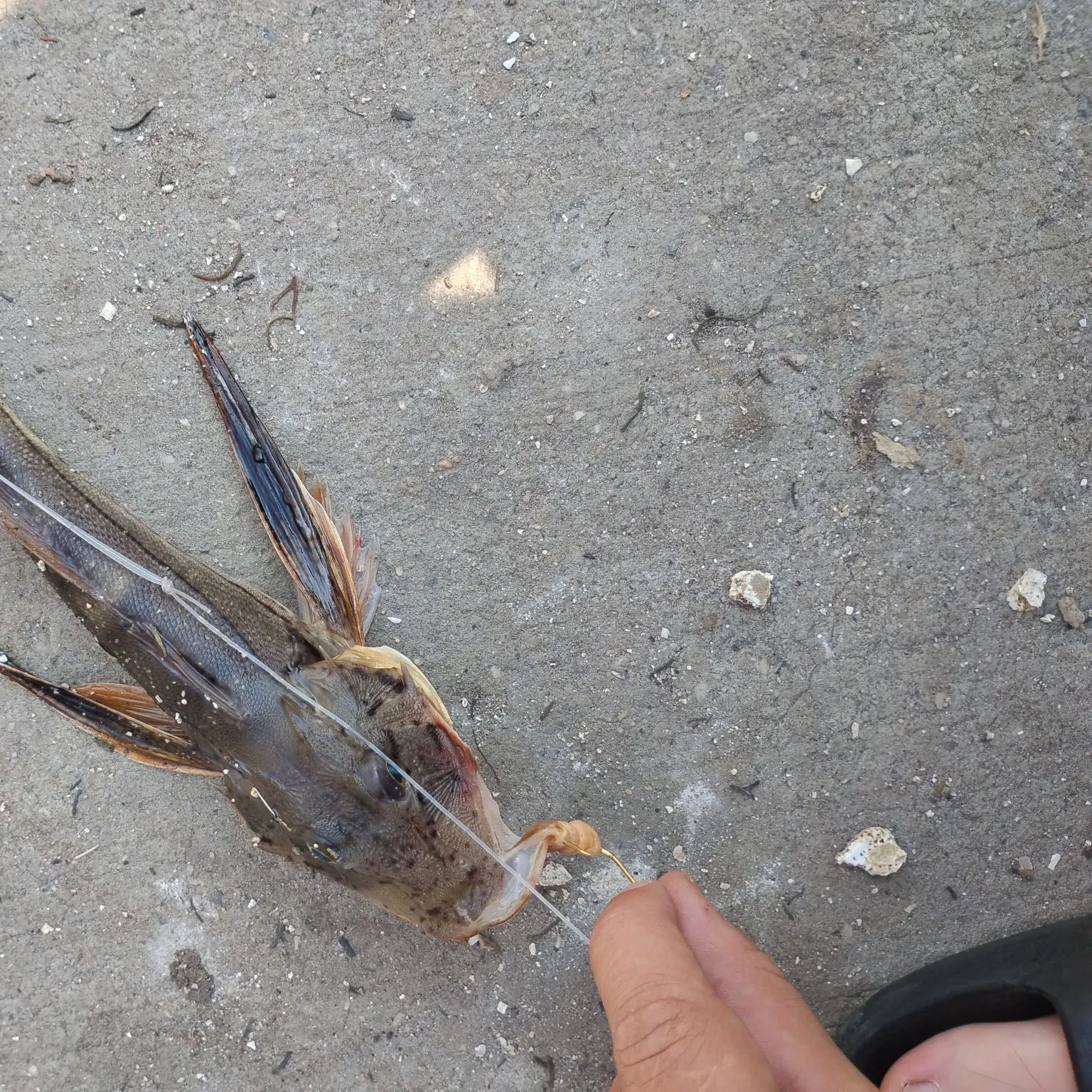 catch