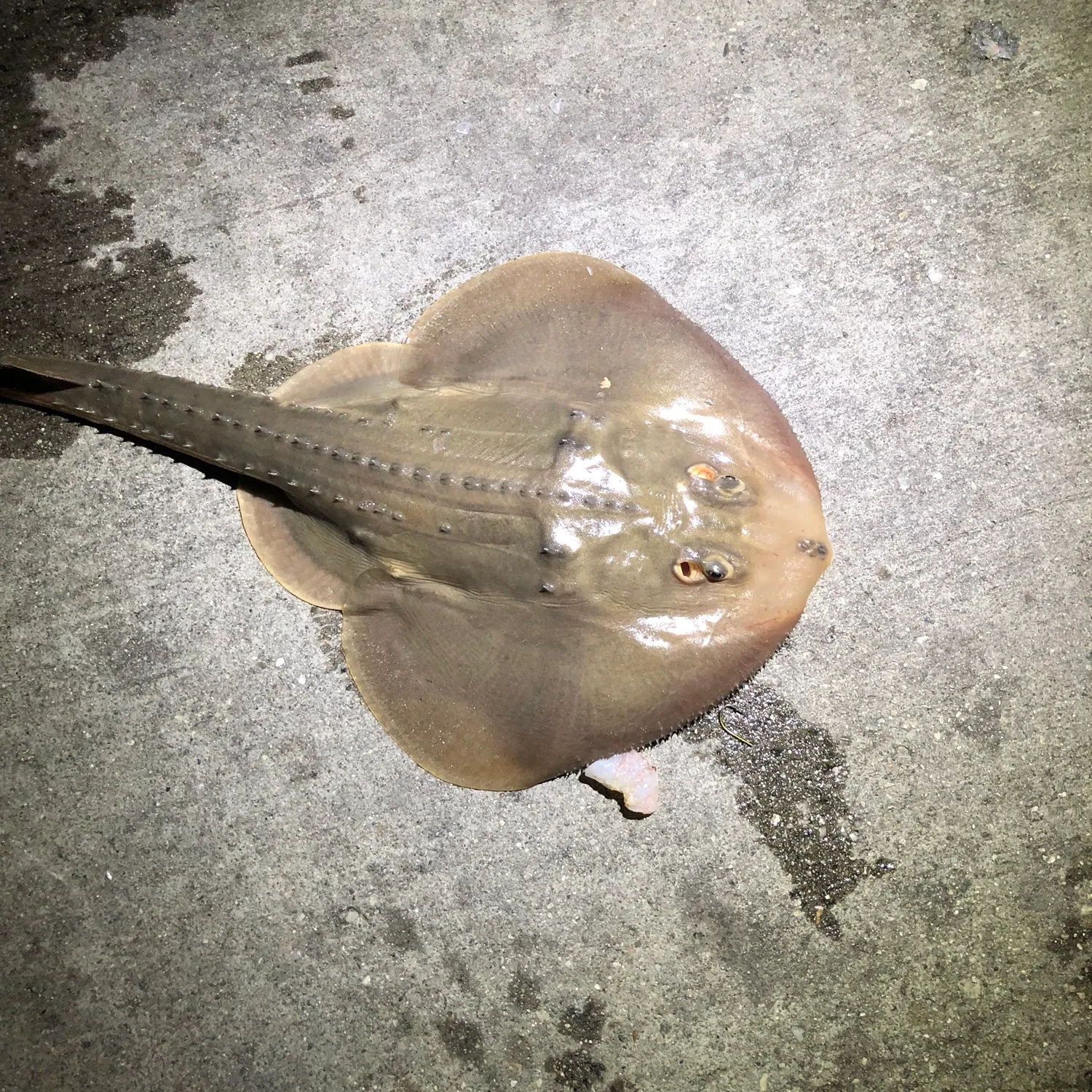 The most recent Thornback guitarfish catches on Fishbrain