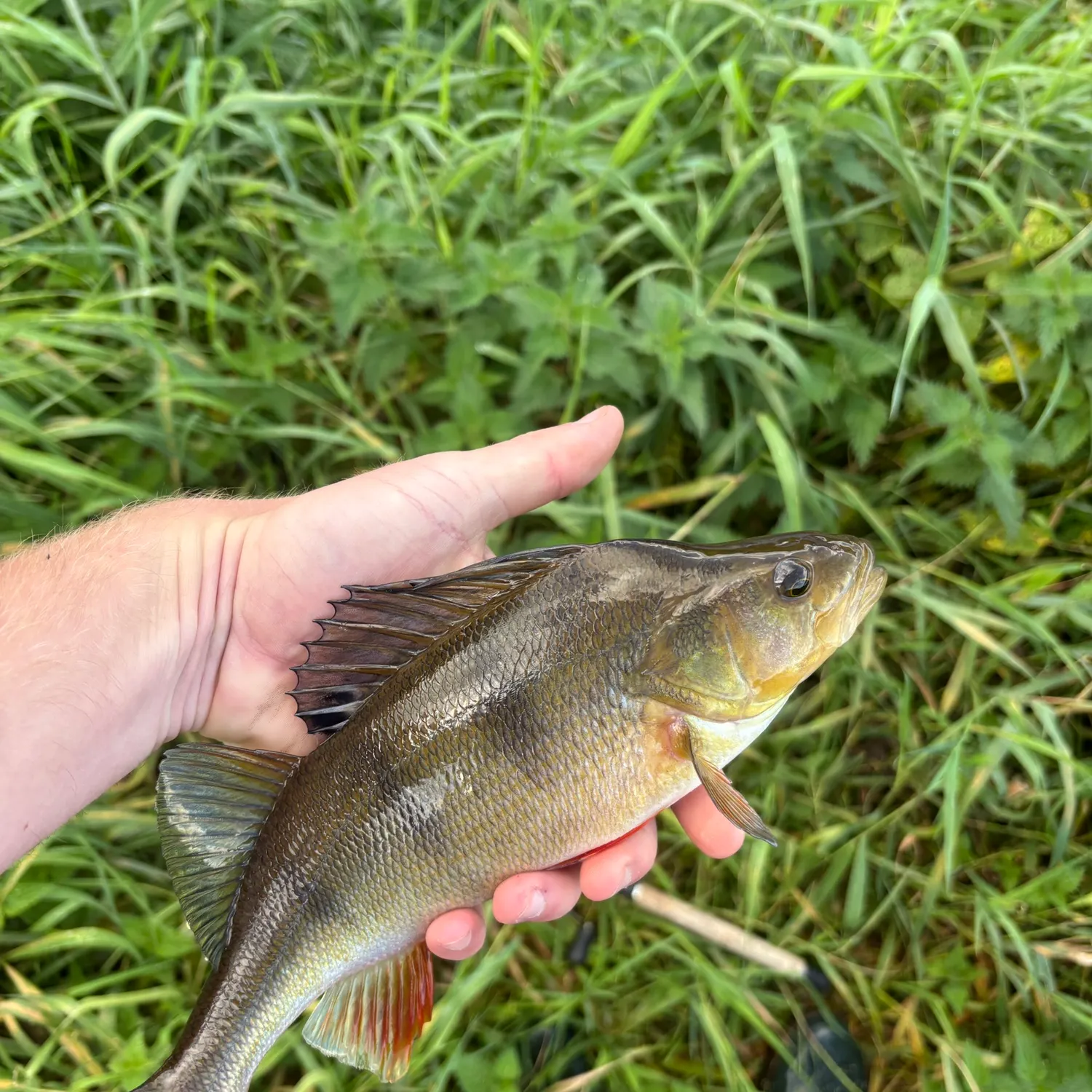 European perch caught on Fishbrain