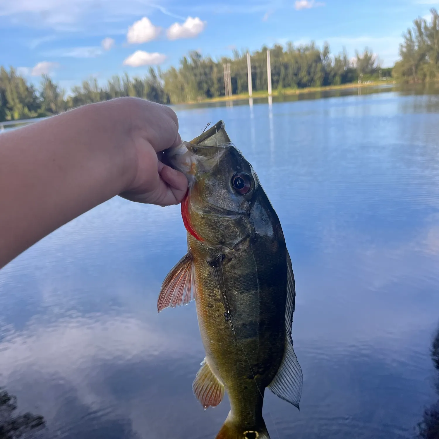 Butterfly peacock bass caught on Fishbrain
