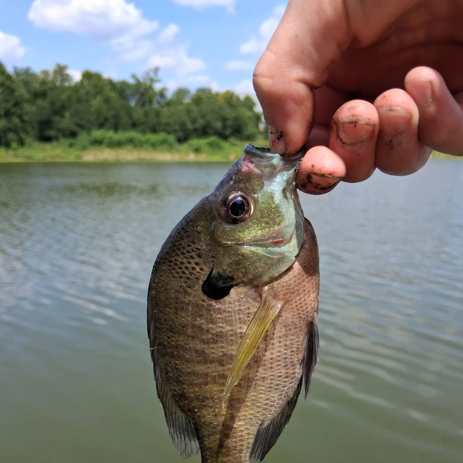 Bluegill caught on Fishbrain