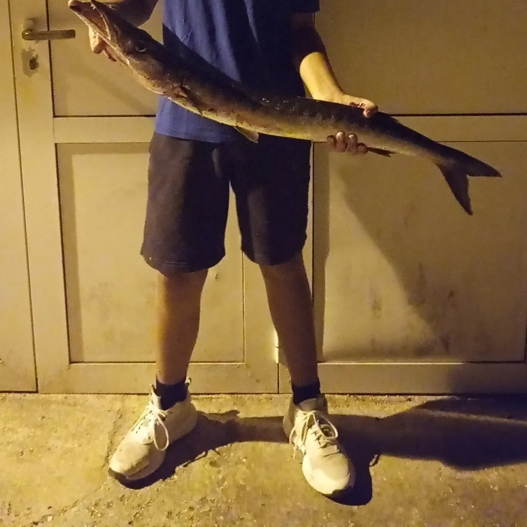 The most popular recent Pickhandle barracuda catch on Fishbrain