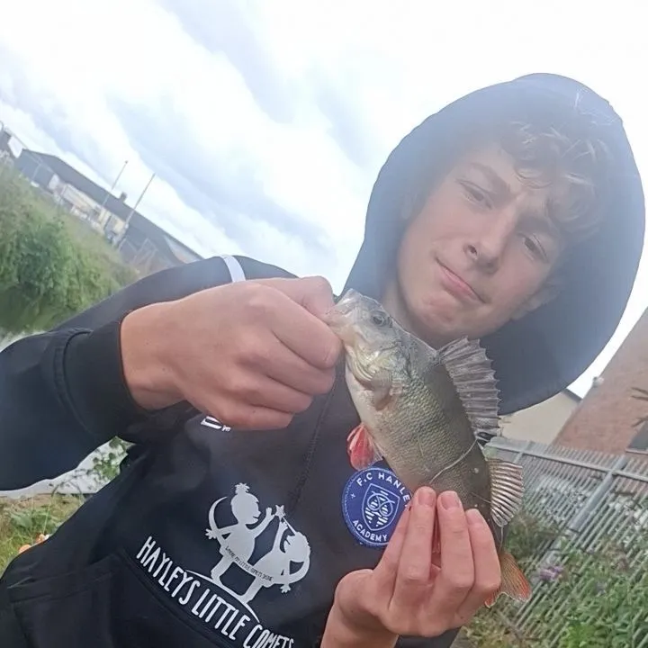 European perch caught on Fishbrain