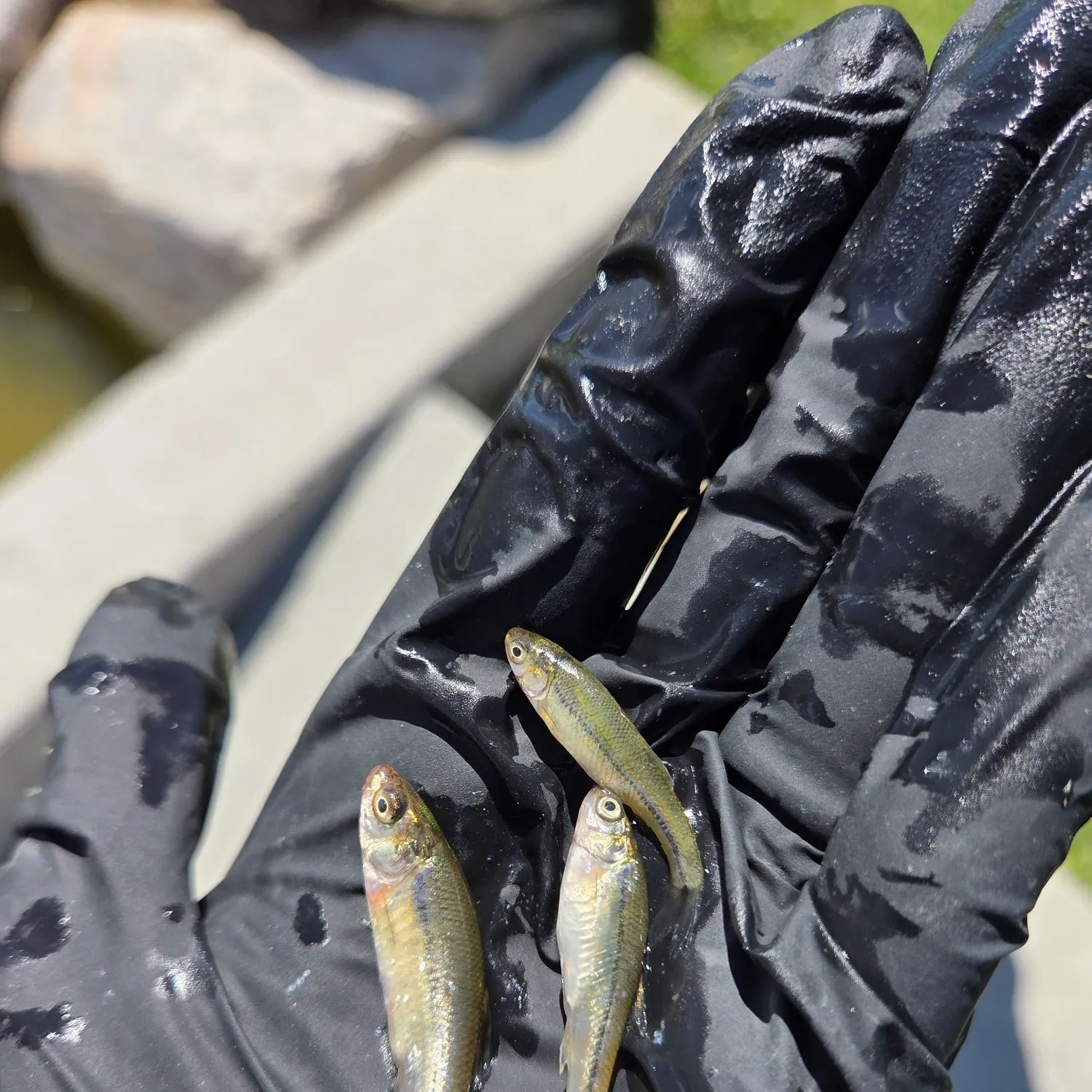 Redside shiner caught on Fishbrain