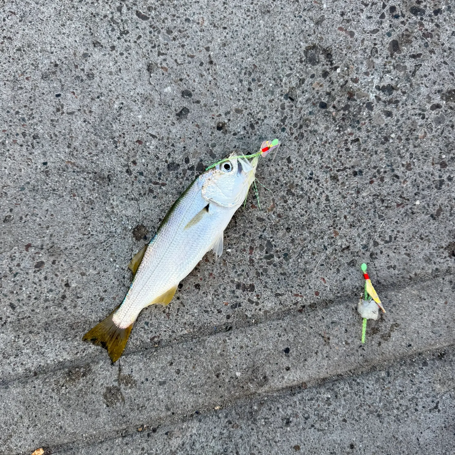 The most recent White croaker catches on Fishbrain