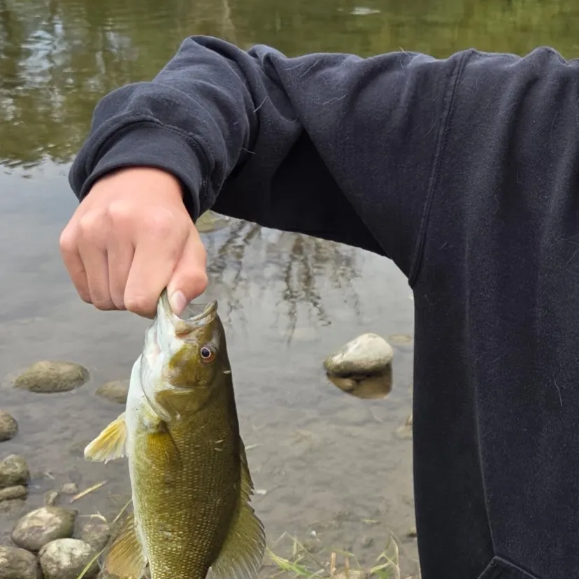 Smallmouth bass caught on Fishbrain