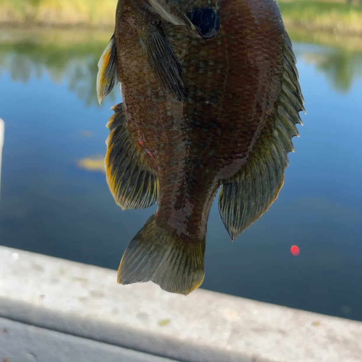 Fish caught on Fishbrain