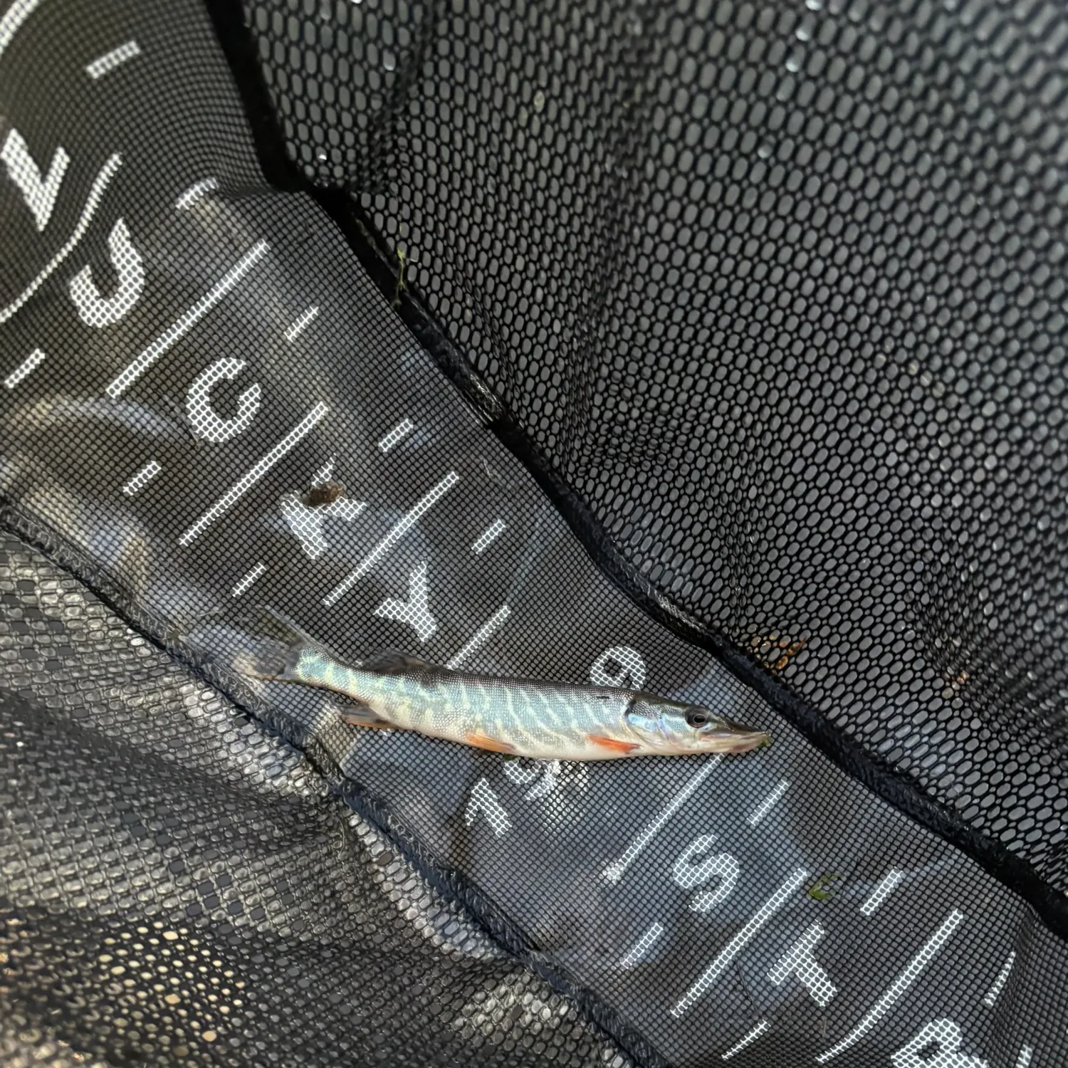 Northern pike caught on Fishbrain
