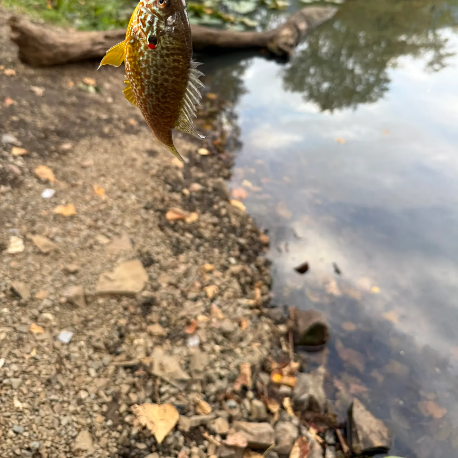 Pumpkinseed caught on Fishbrain