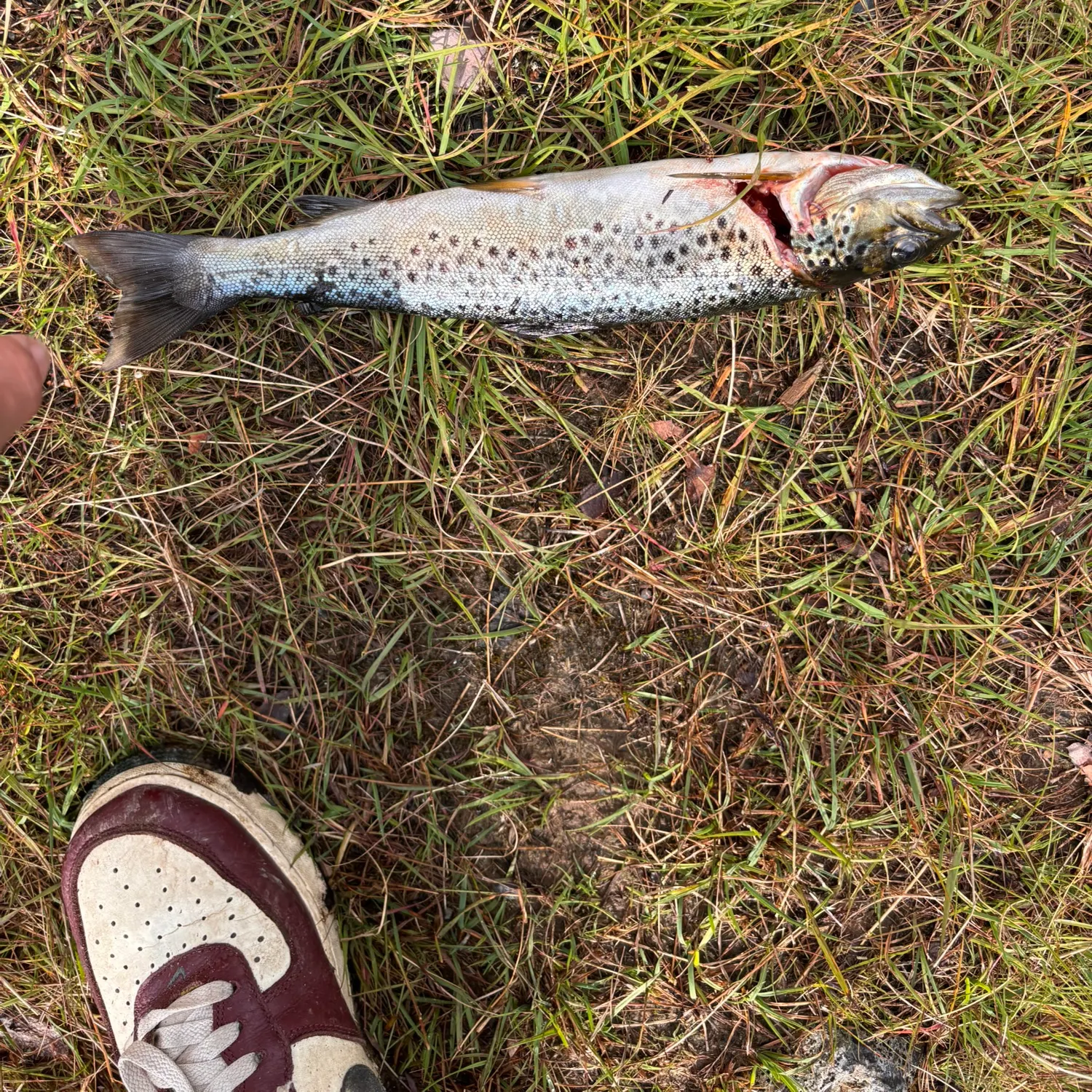 Fish caught on Fishbrain