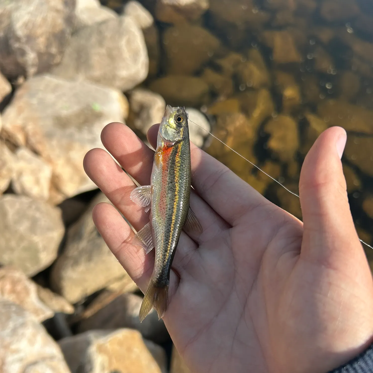 The most recent Redside shiner catches on Fishbrain