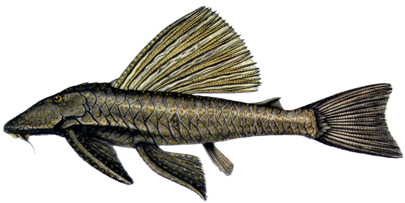 Suckermouth catfish