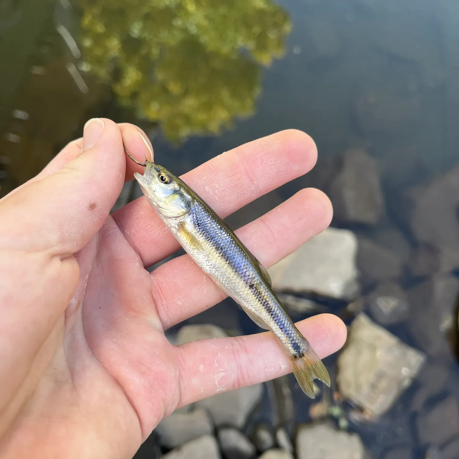 The most recent Creek chub catches on Fishbrain