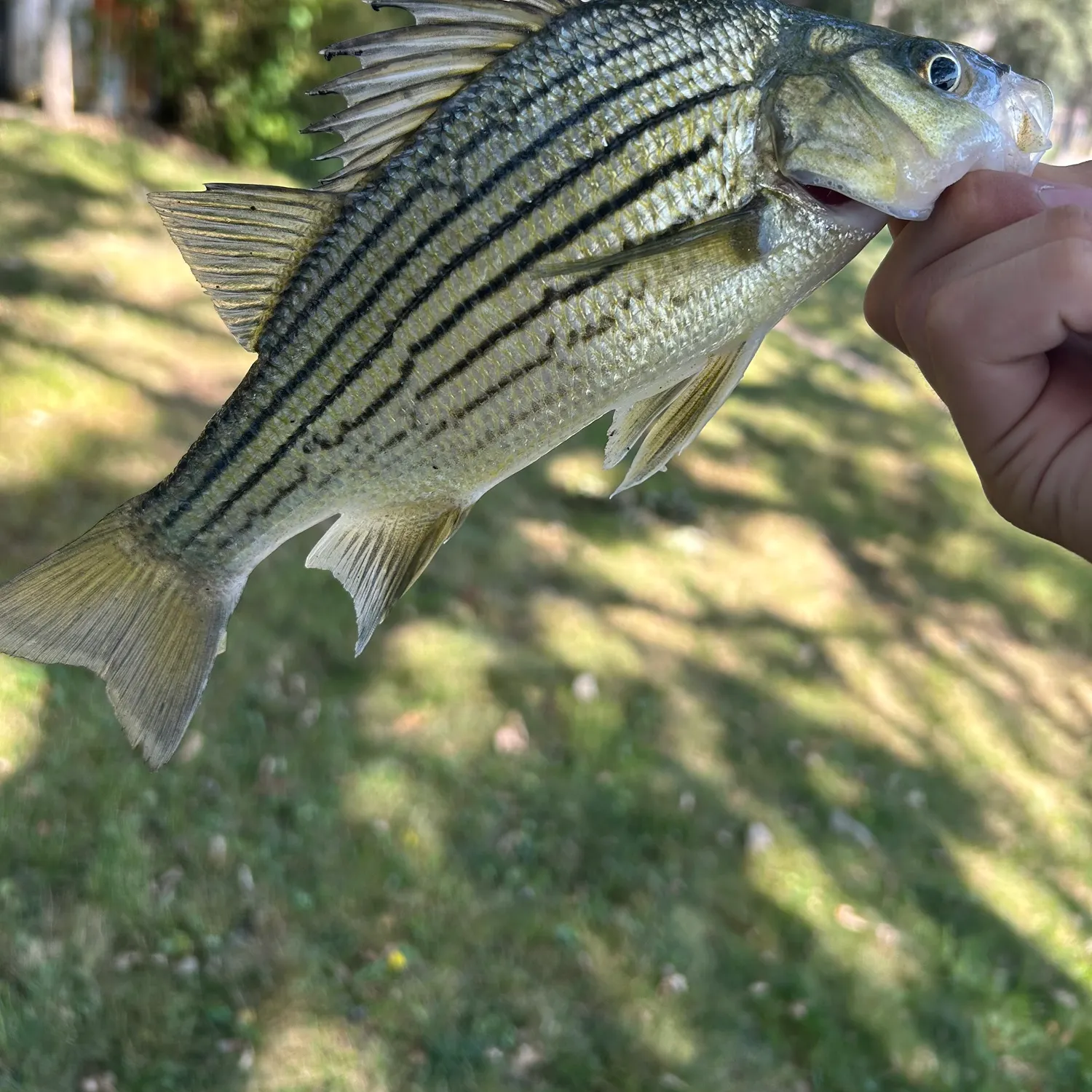 Yellow bass caught on Fishbrain