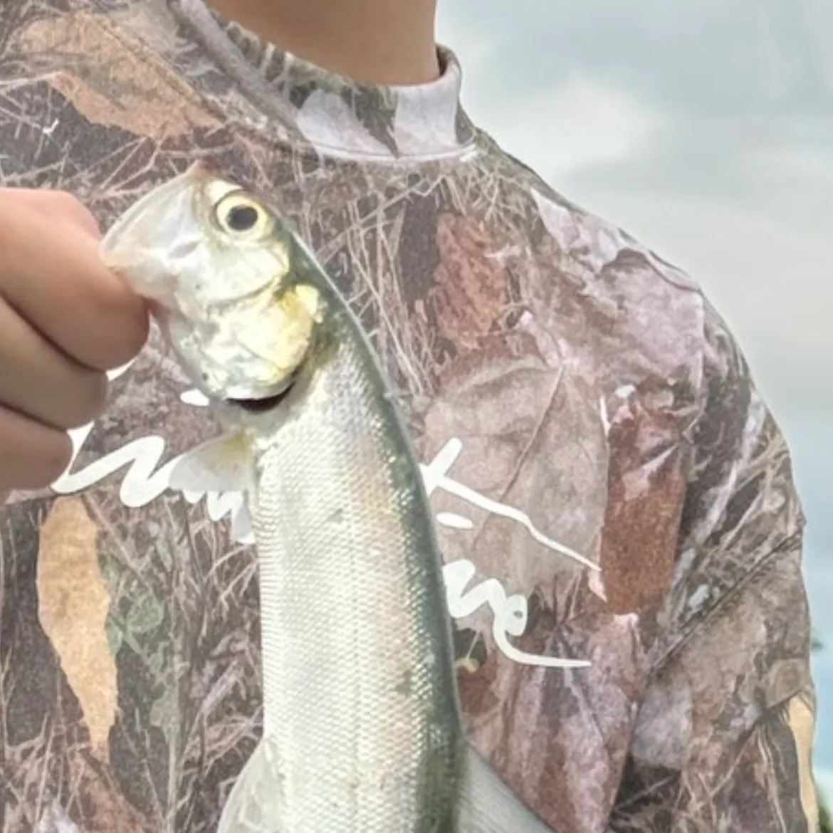 The most recent Ladyfish catches on Fishbrain
