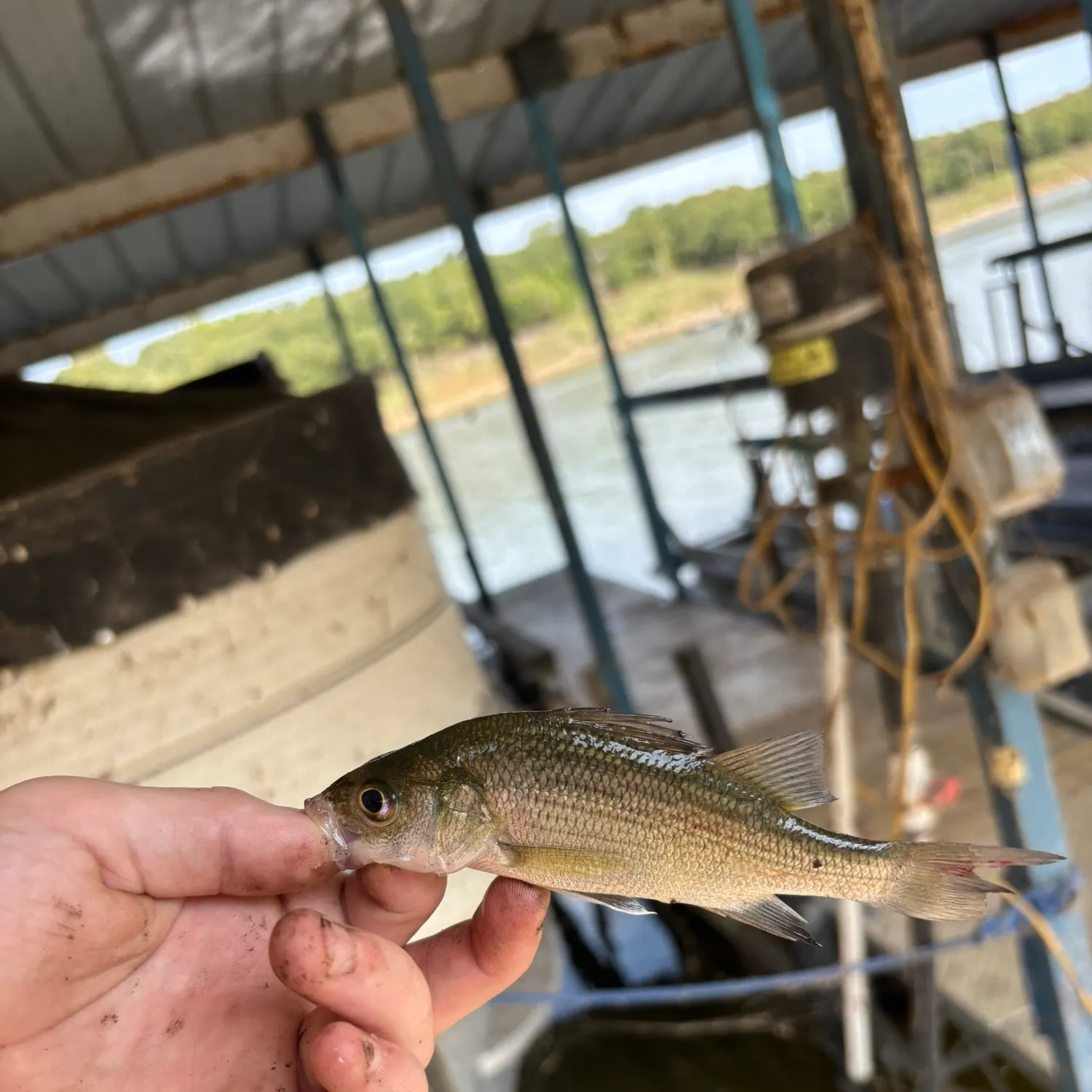 White bass caught on Fishbrain