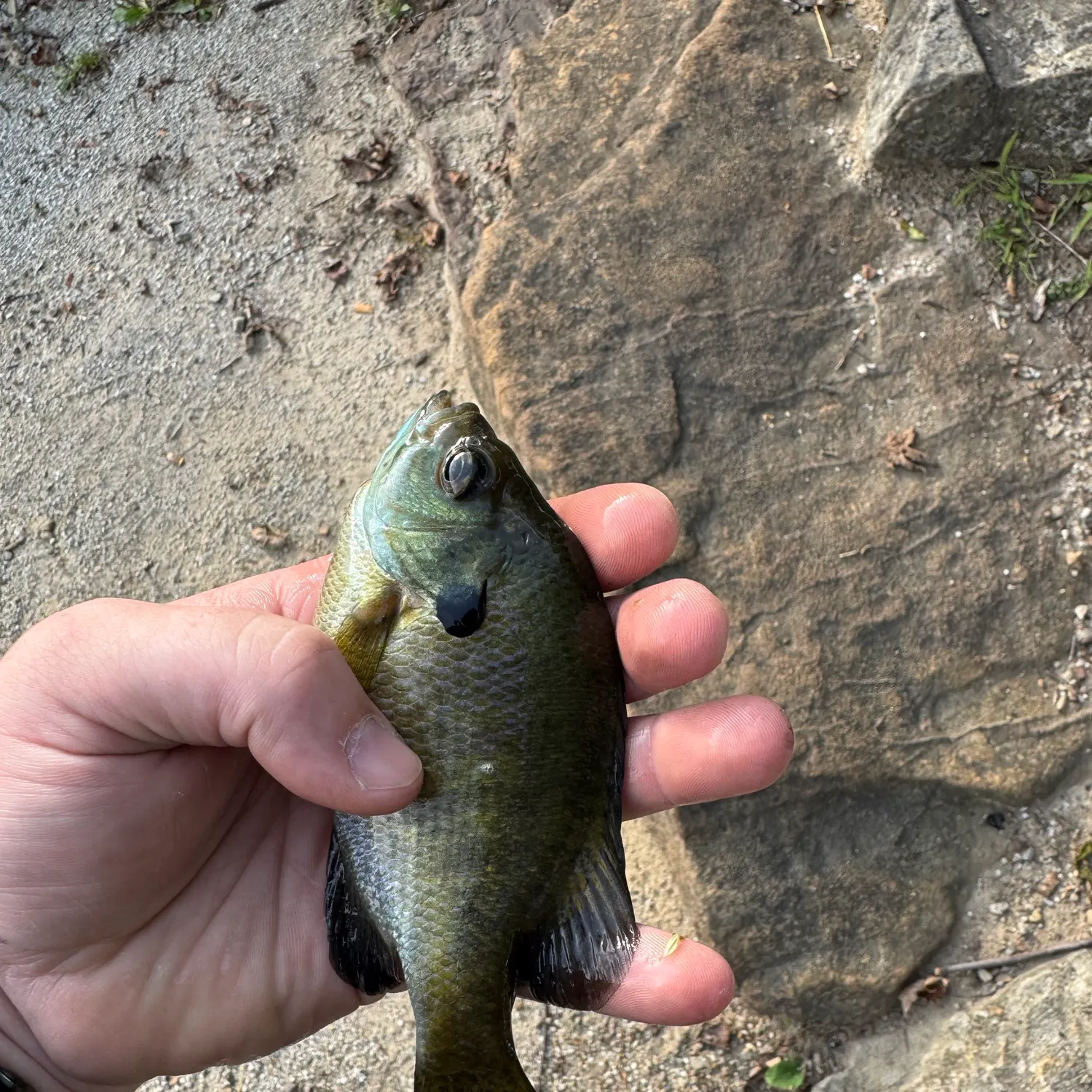 Bluegill caught on Fishbrain