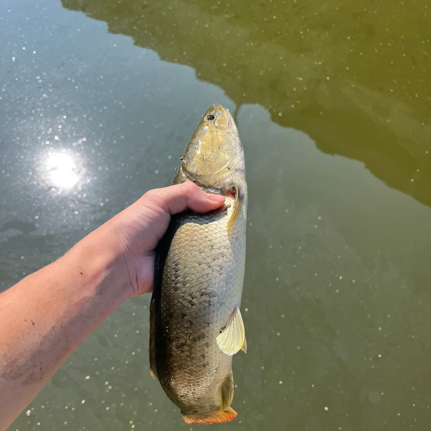 Eyetail bowfin caught on Fishbrain