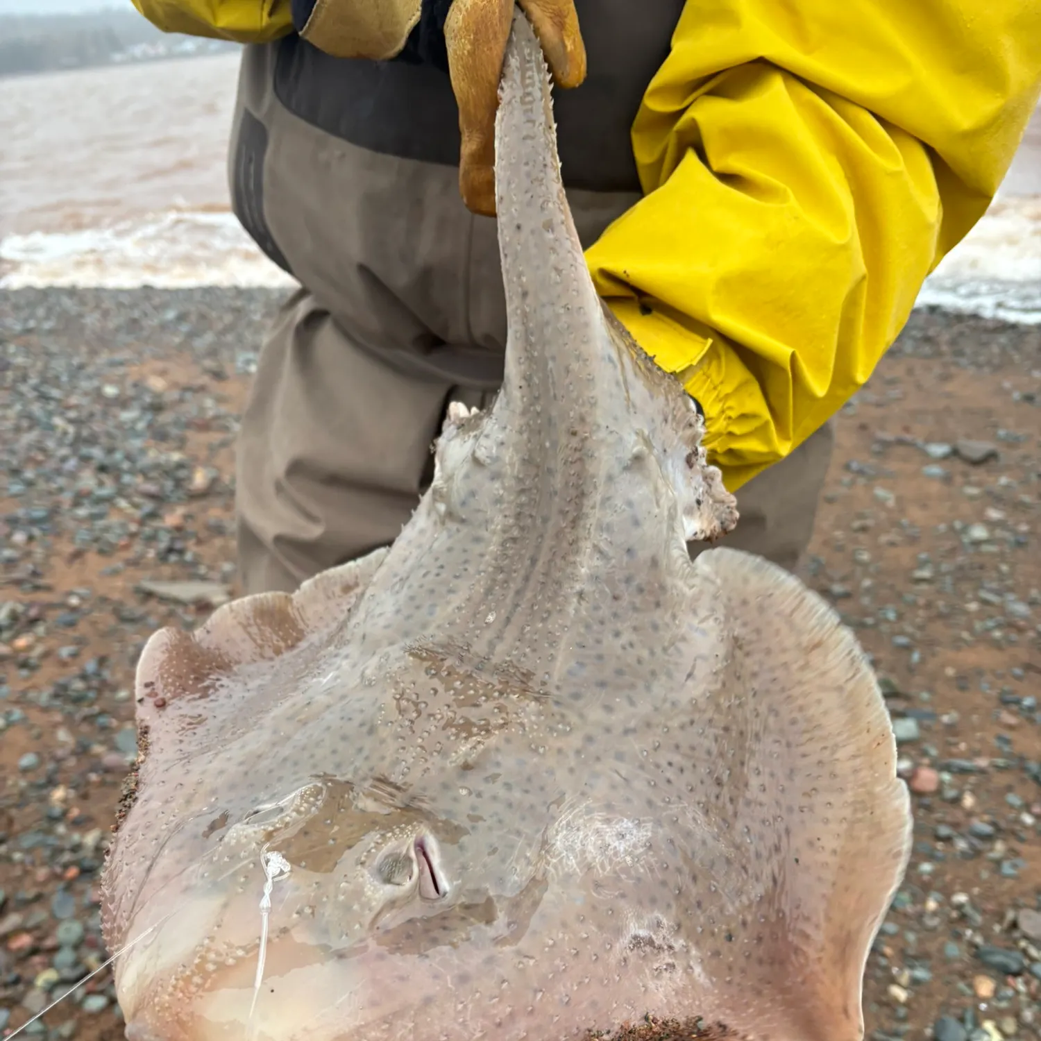 The most recent Starry ray catches on Fishbrain