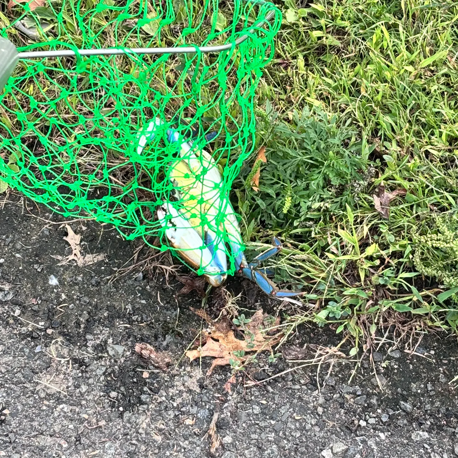 Blue crab caught on Fishbrain