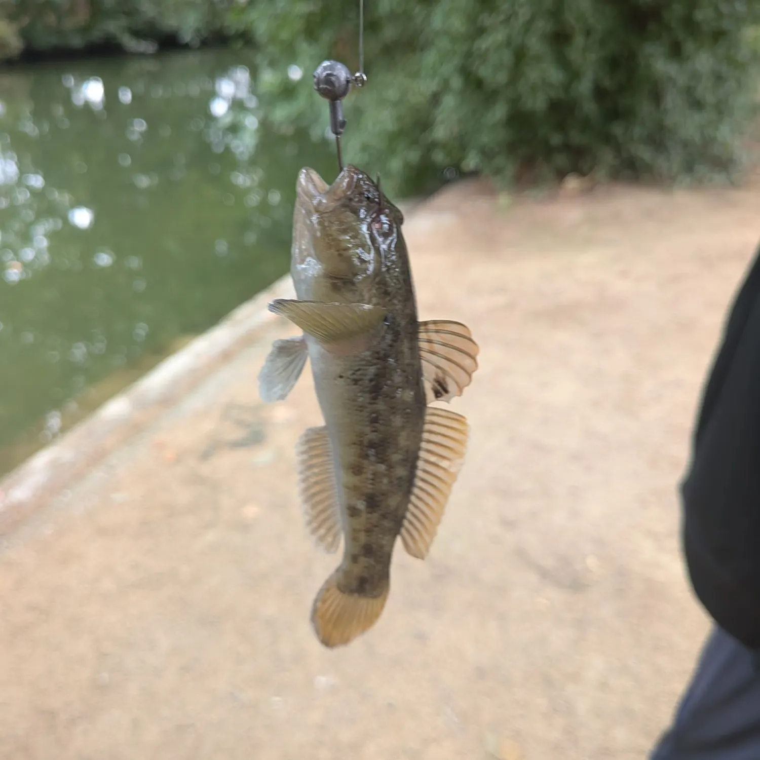 Round goby caught on Fishbrain