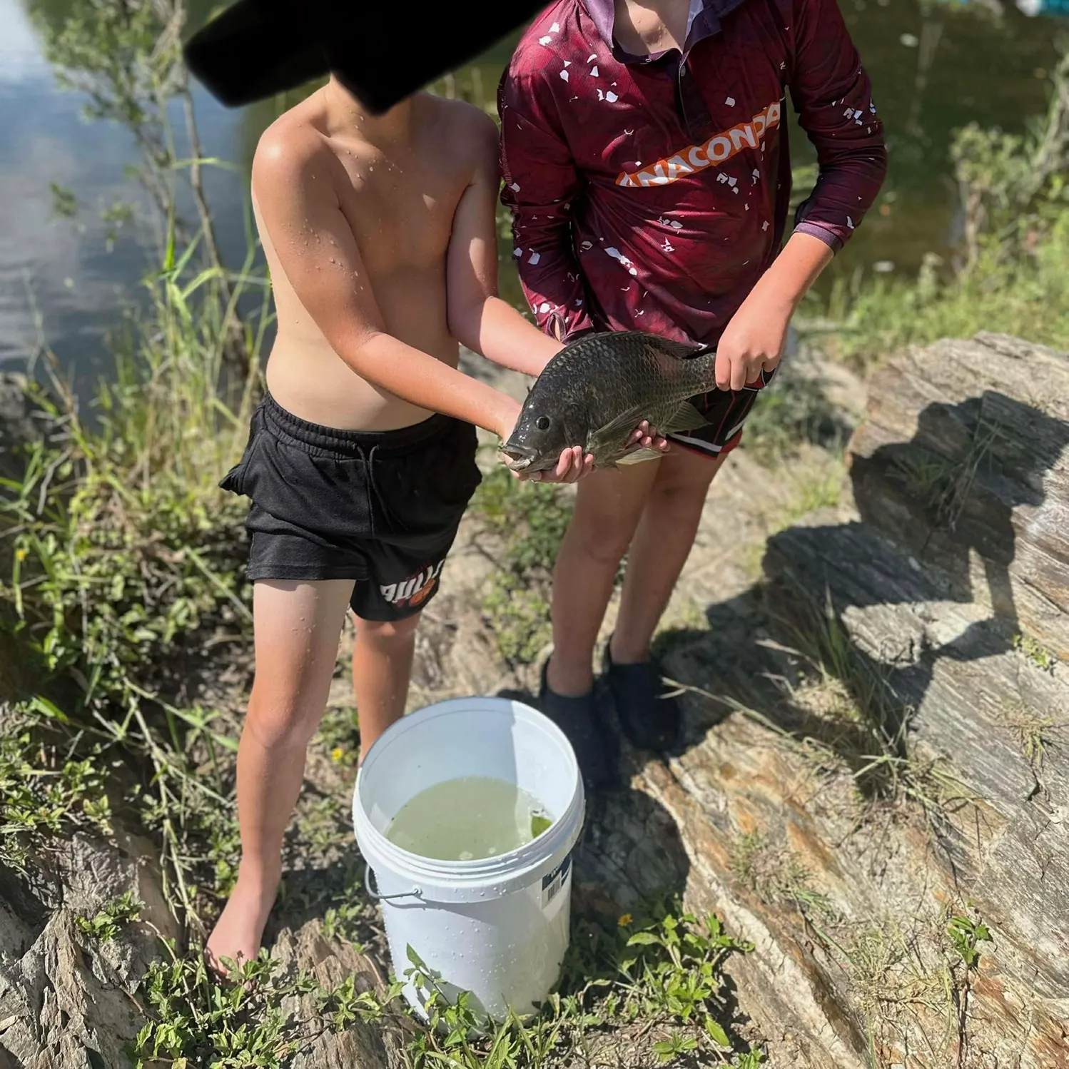 The most recent Mozambique tilapia catches on Fishbrain