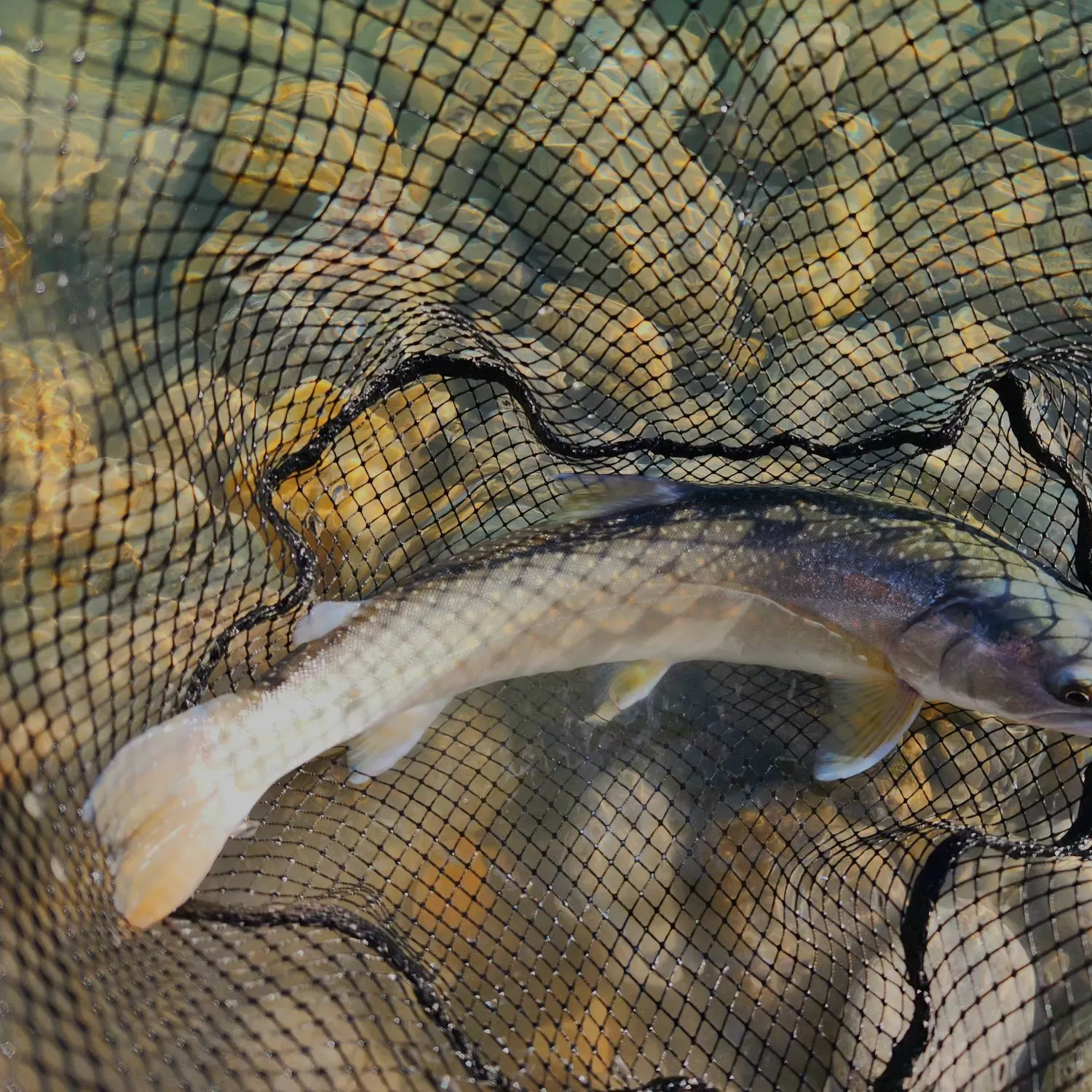 The most recent Bull trout catches on Fishbrain