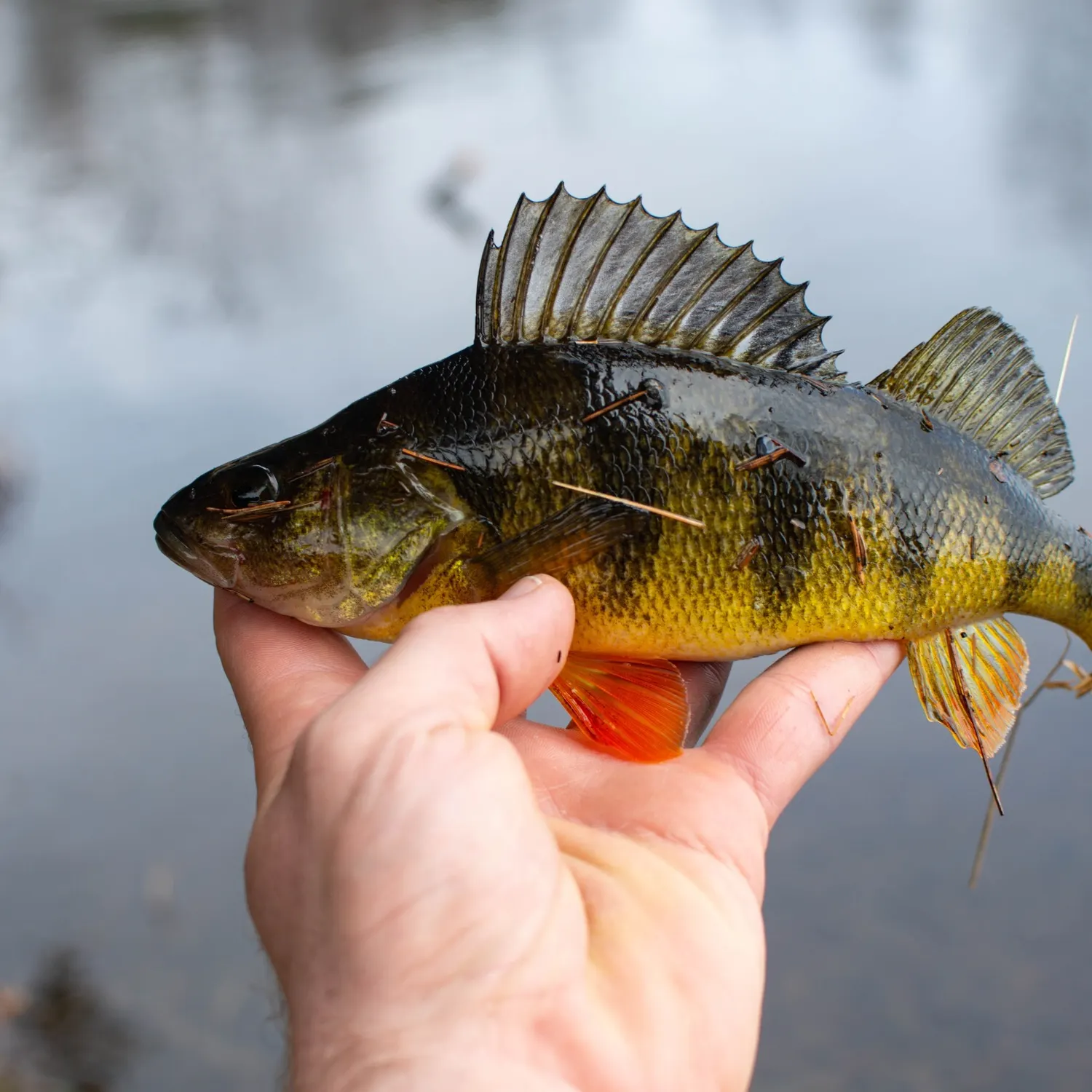 Yellow perch caught on Fishbrain