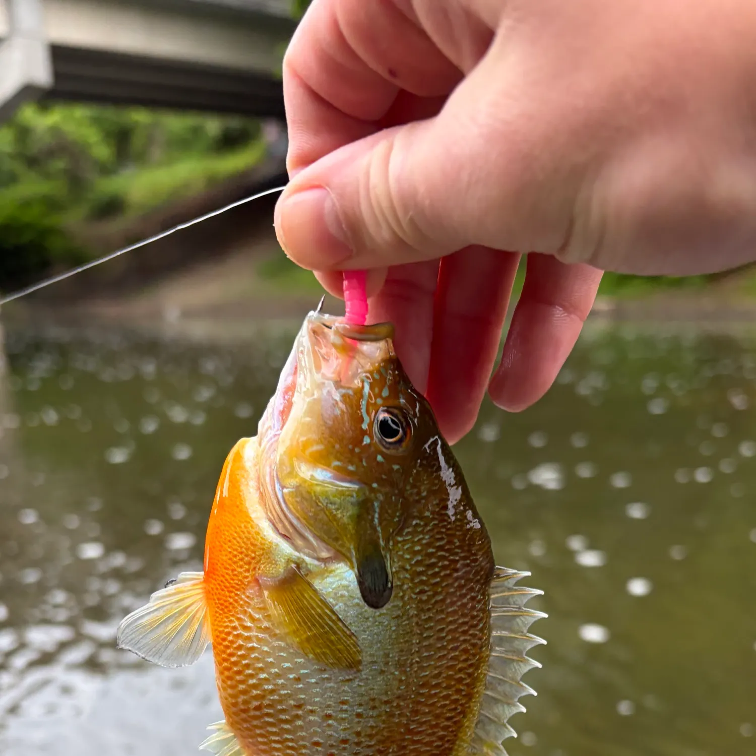 catch