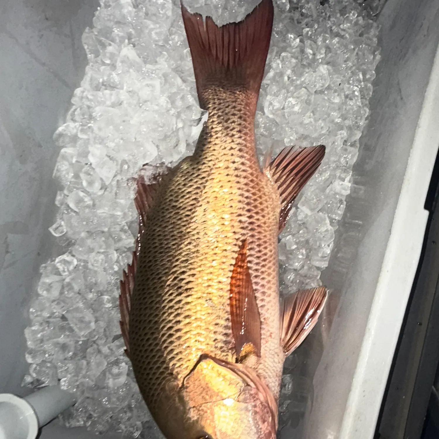 The most recent Mangrove red snapper catches on Fishbrain