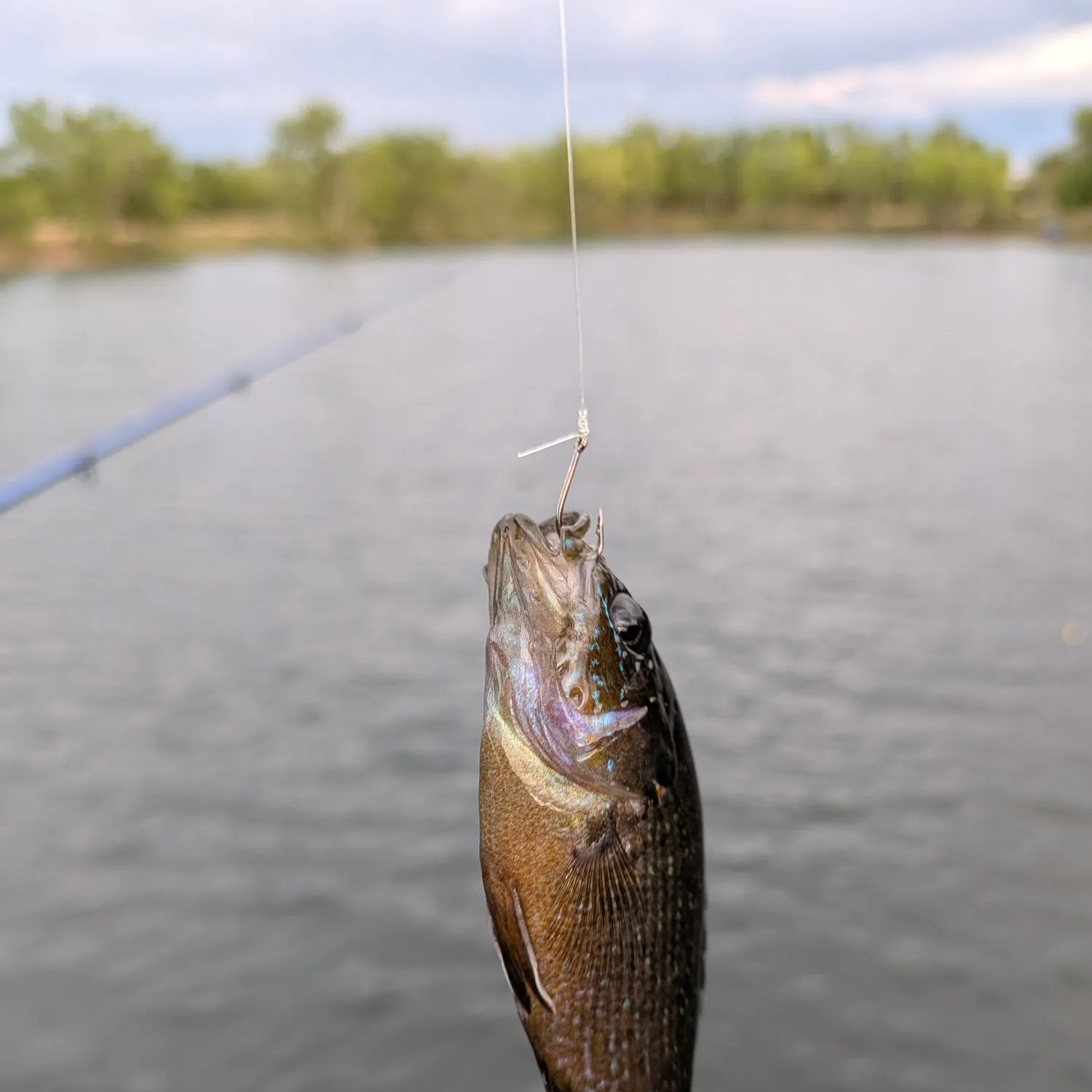 Green sunfish caught on Fishbrain
