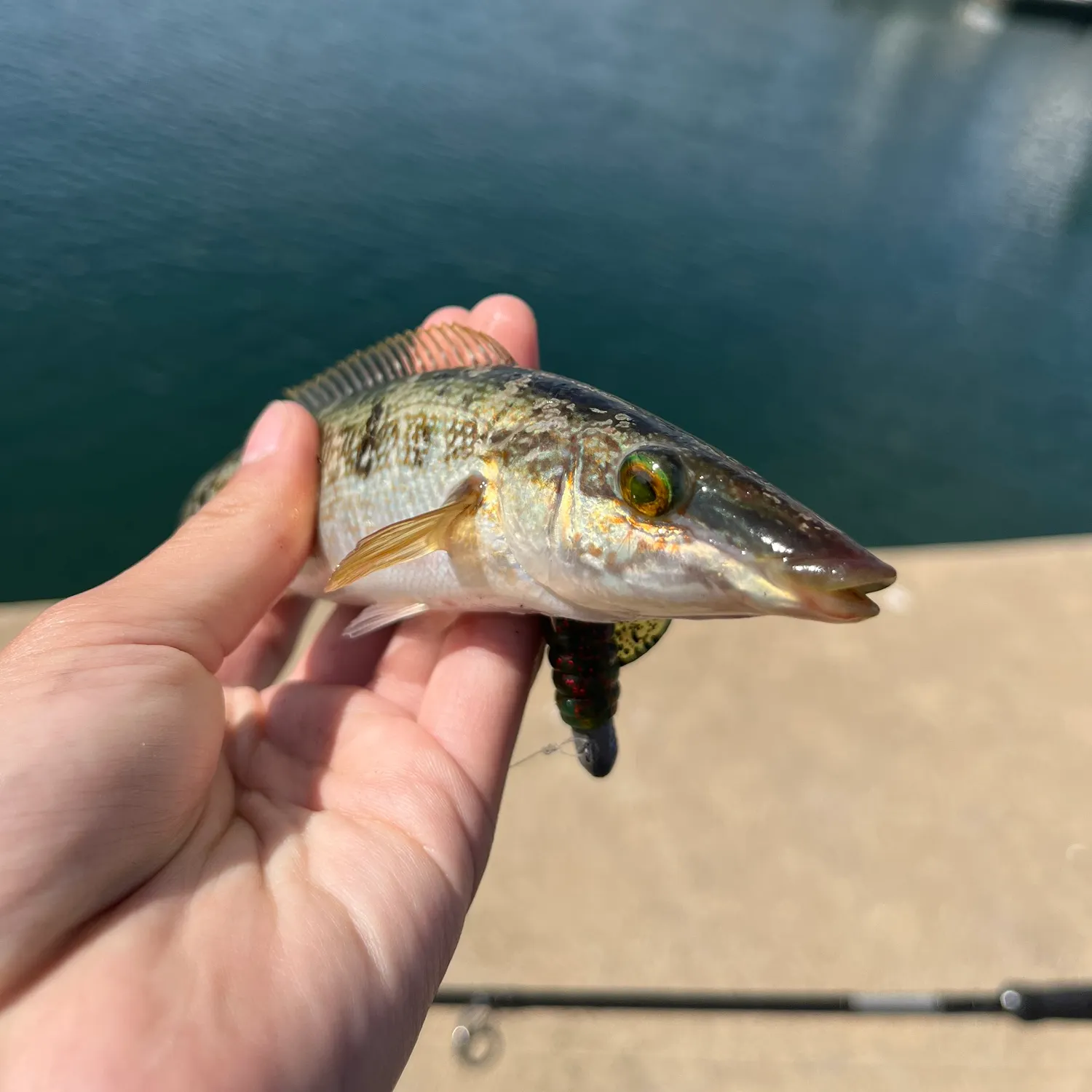 The most recent Blue weed whiting catches on Fishbrain