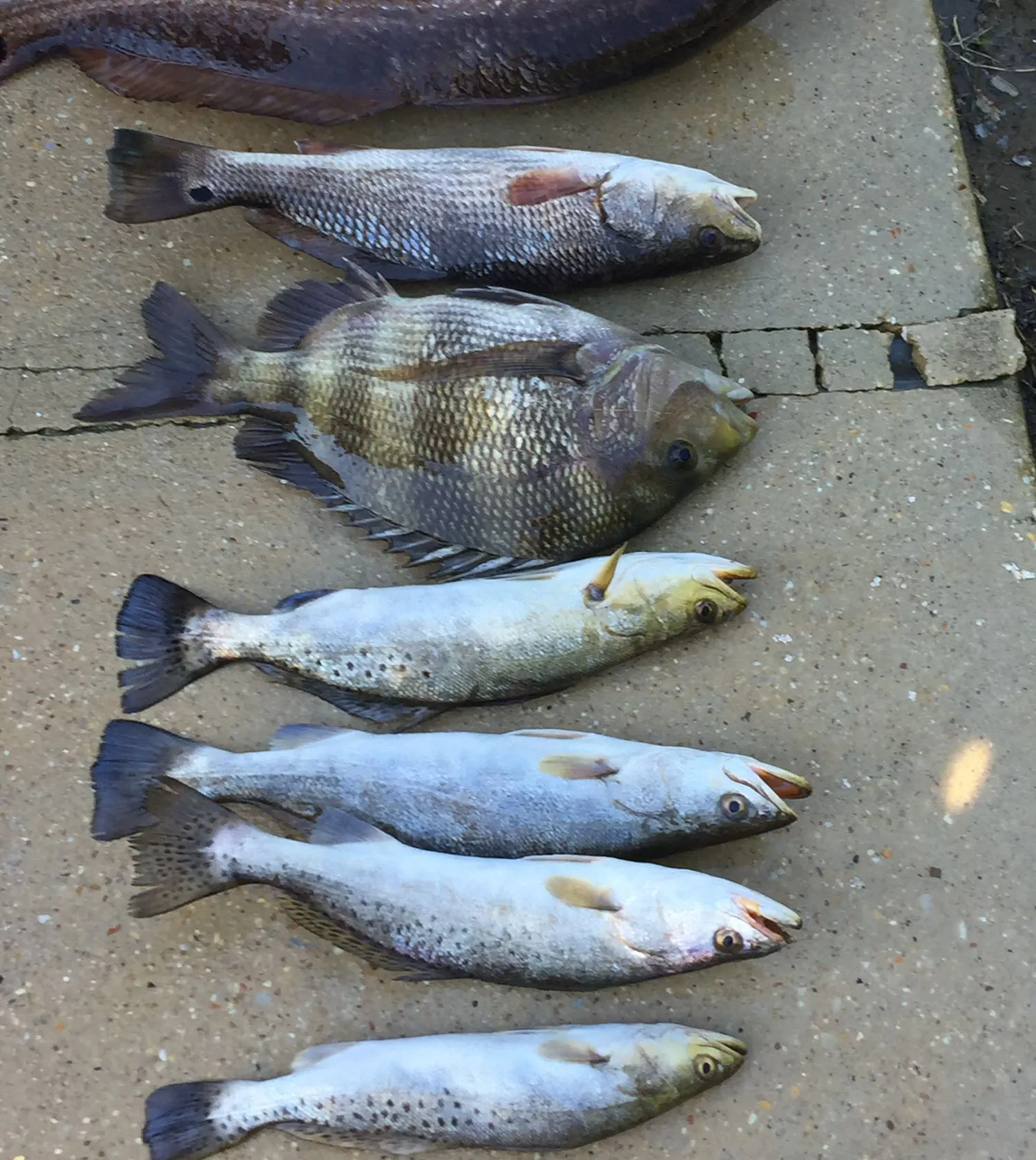 recently logged catches