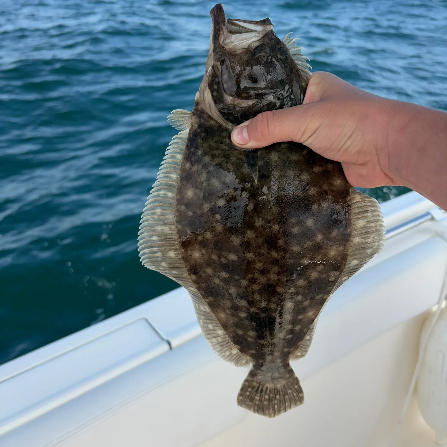Summer flounder caught on Fishbrain