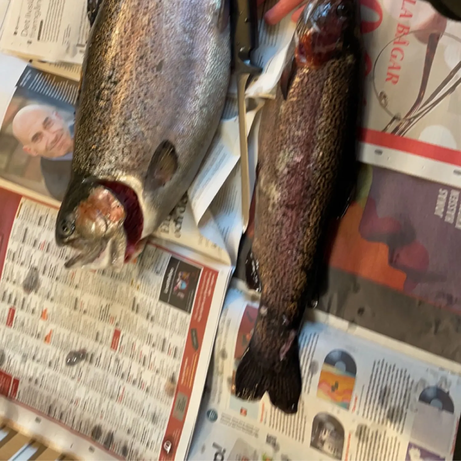 recently logged catches