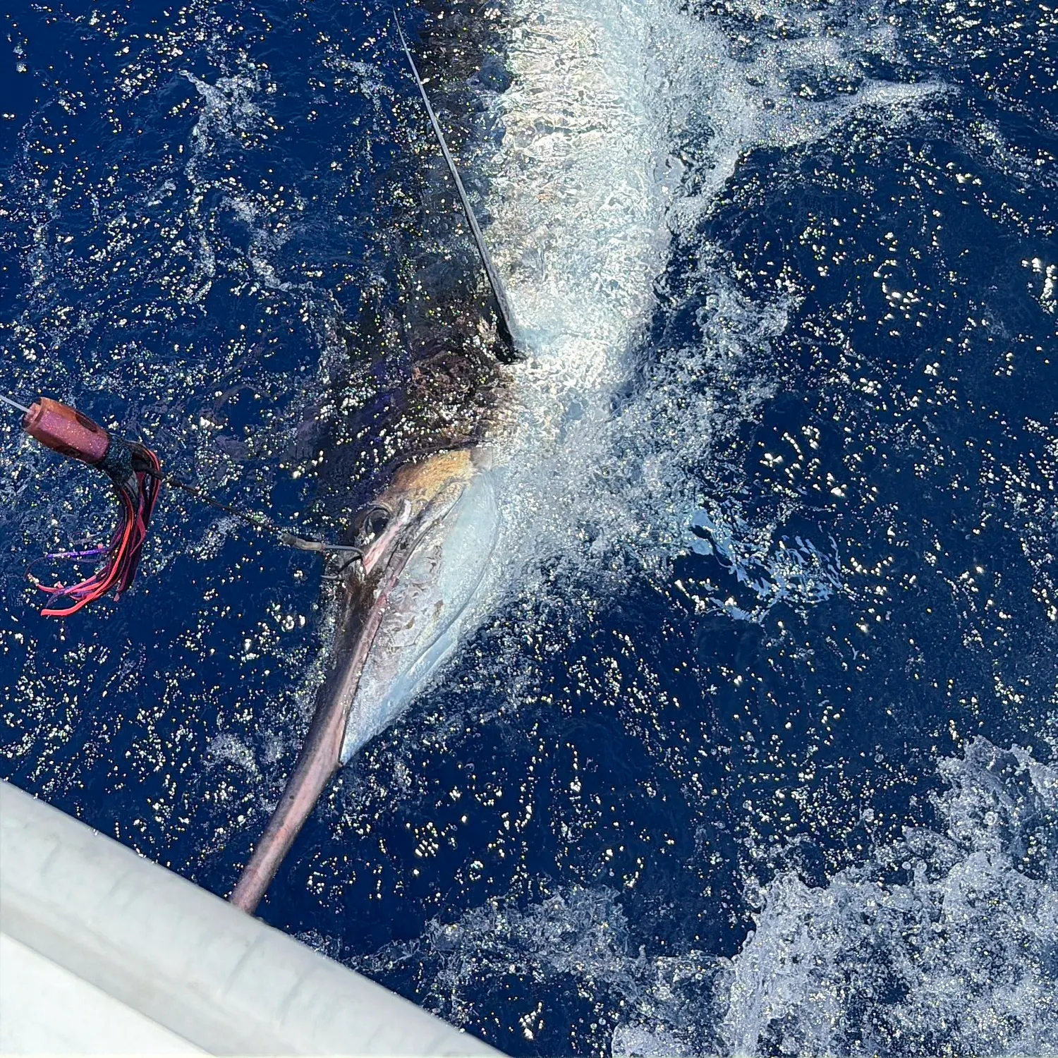 The most recent Atlantic blue marlin catches on Fishbrain