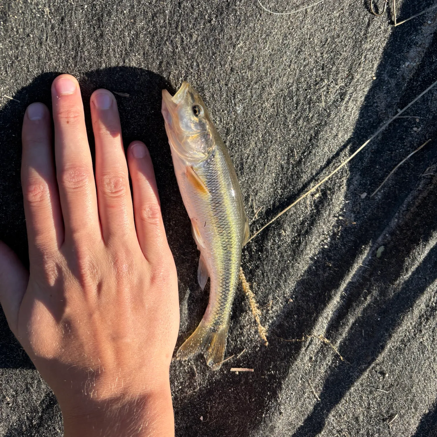 Creek chub caught on Fishbrain