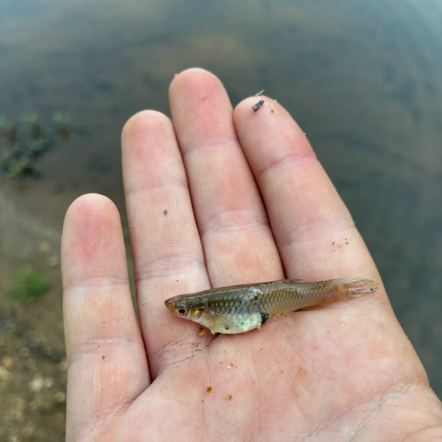 The most recent Eastern mosquitofish catches on Fishbrain