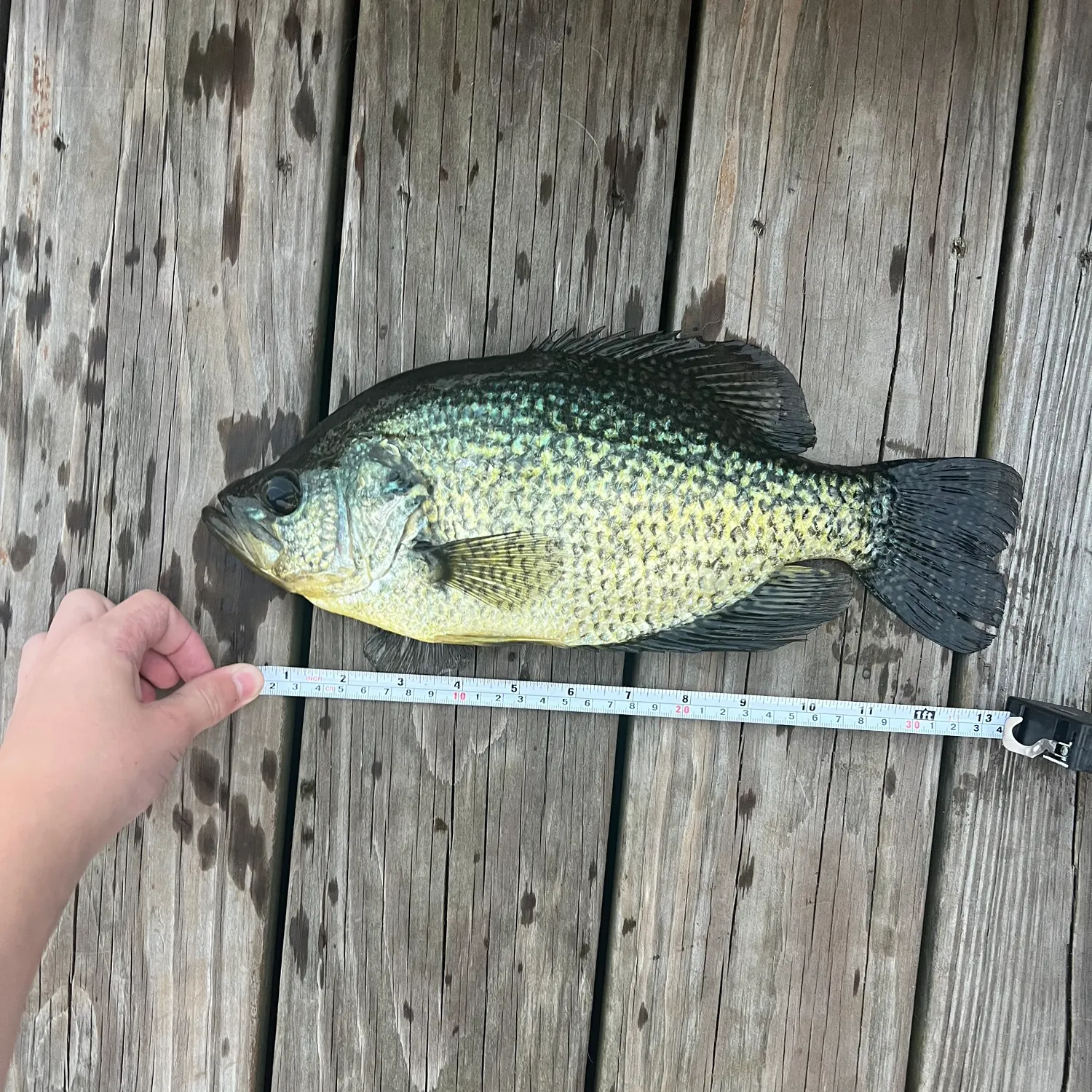 recently logged catches