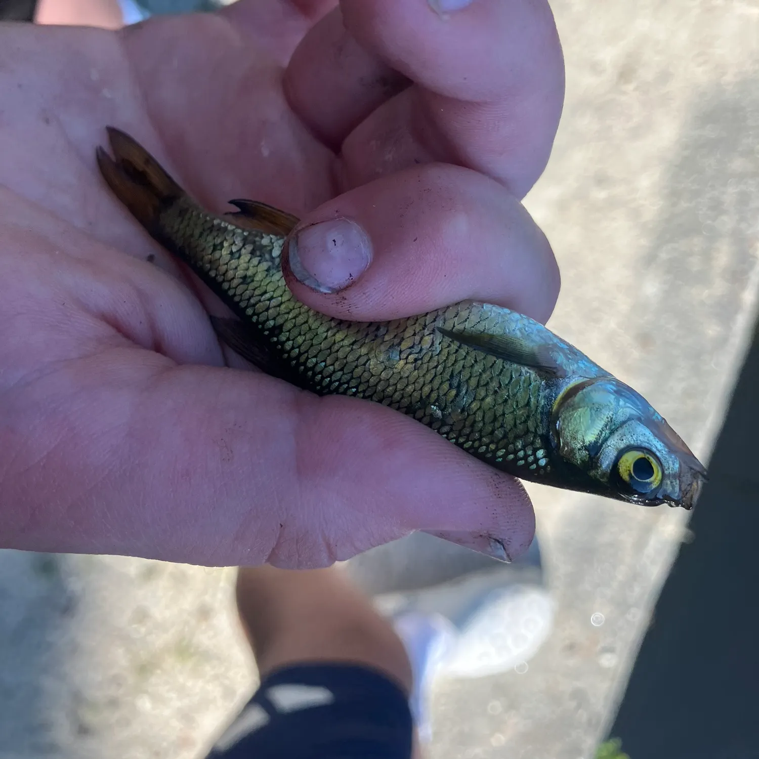 The most recent Golden shiner catches on Fishbrain