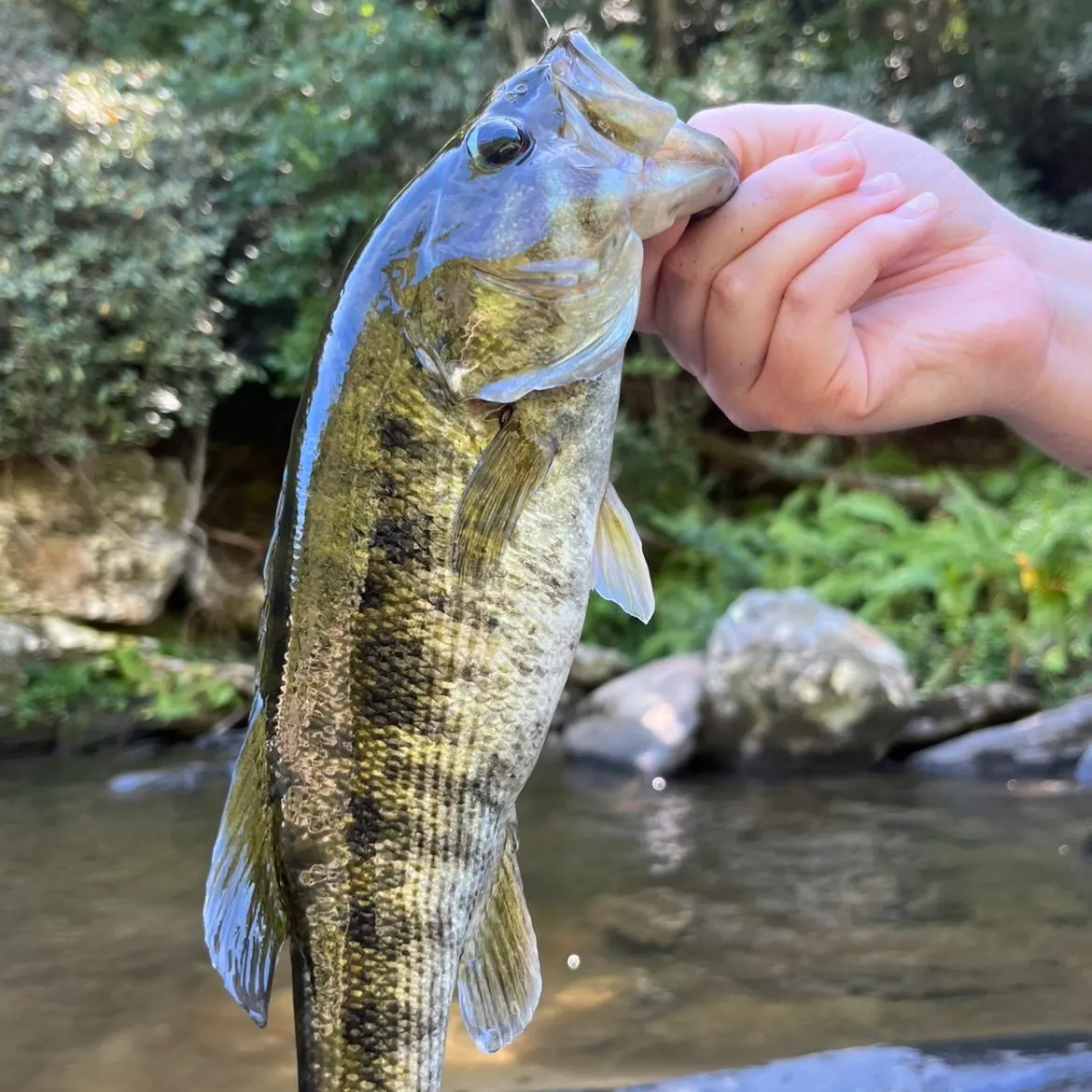 Bartram's bass caught on Fishbrain