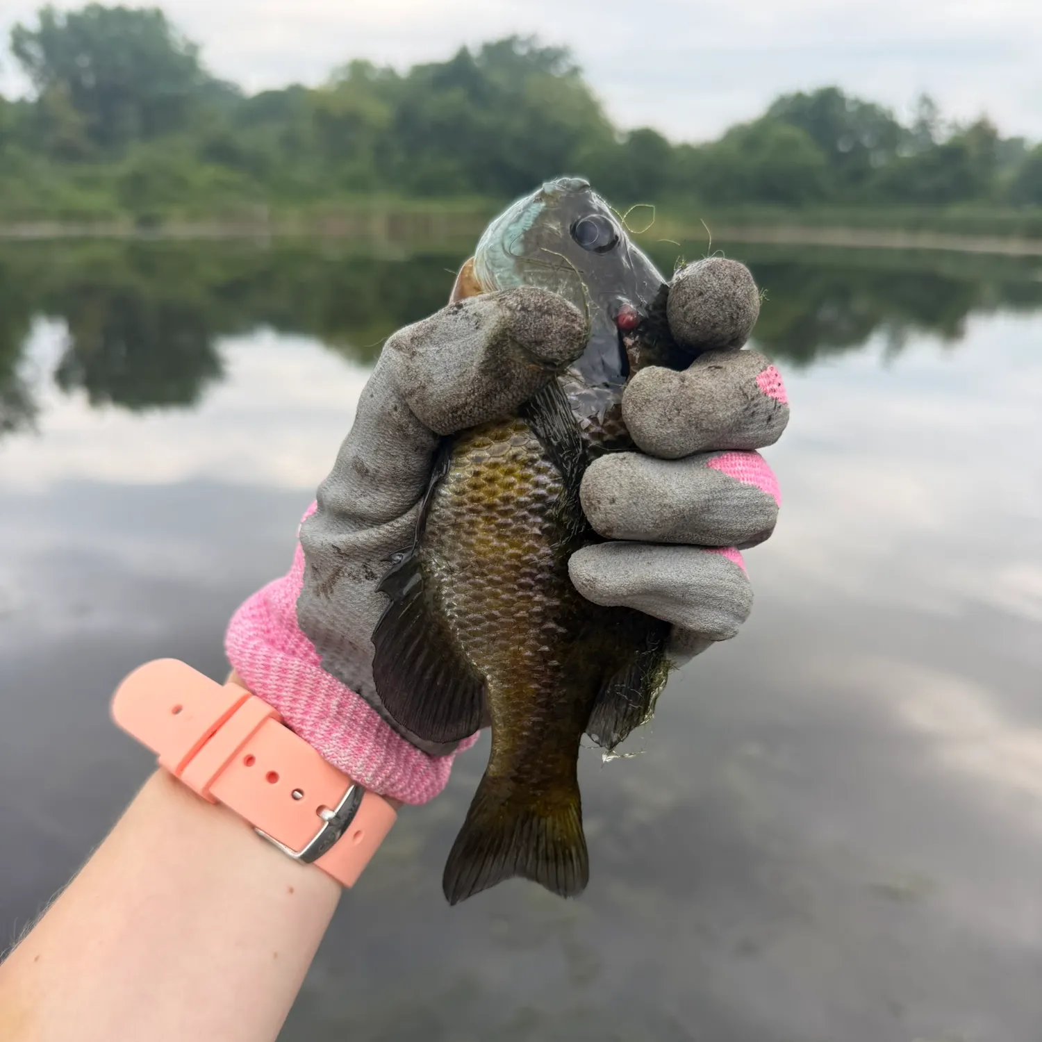 Bluegill caught on Fishbrain
