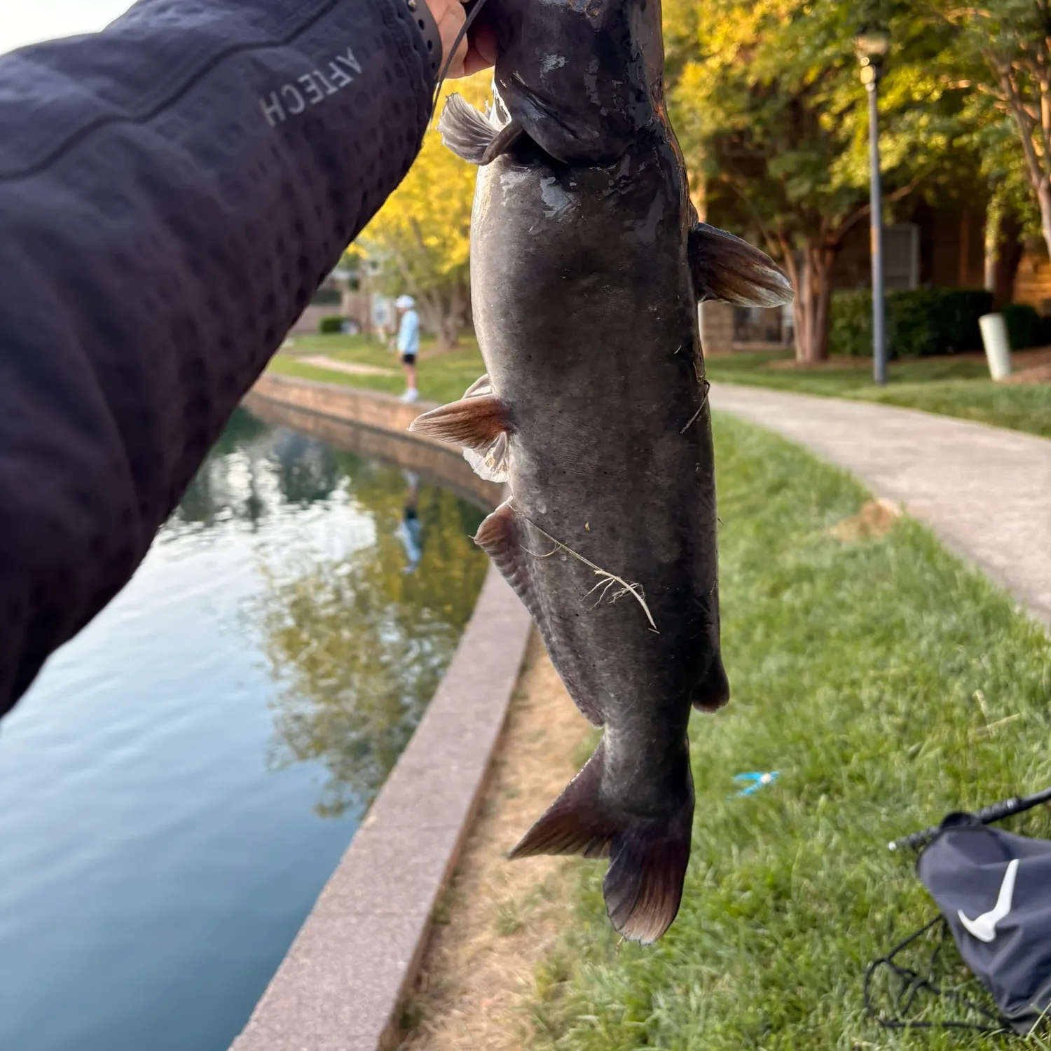 The most recent White bullhead catches on Fishbrain