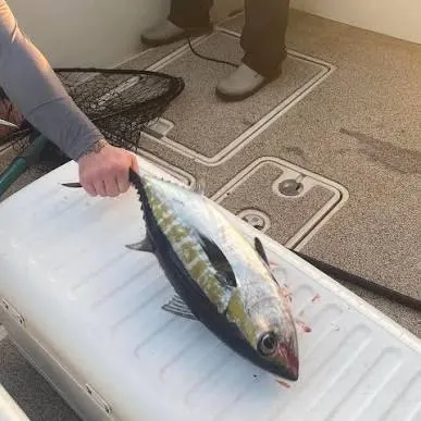 The most recent Blackfin tuna catches on Fishbrain