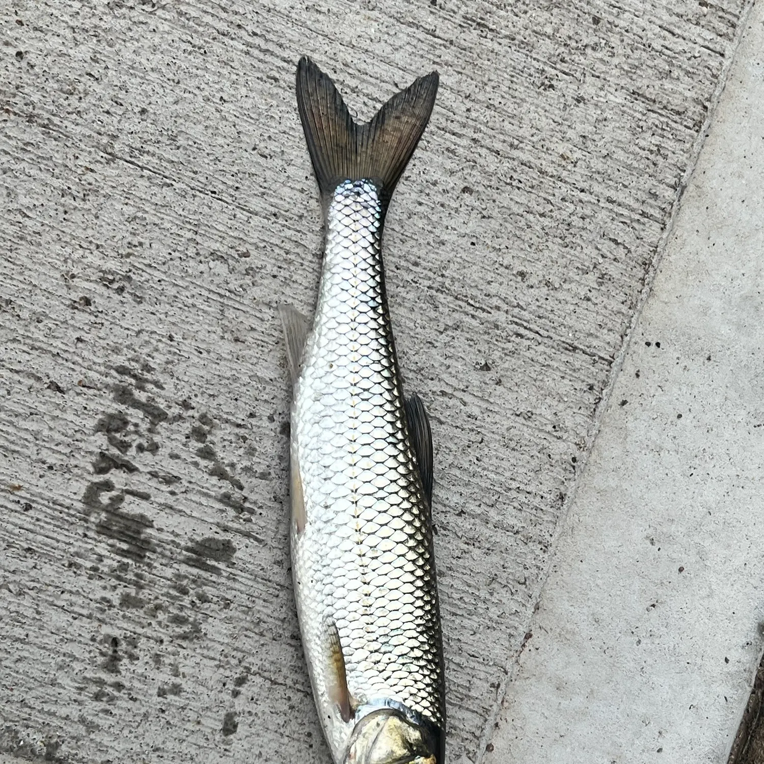 Fallfish caught on Fishbrain