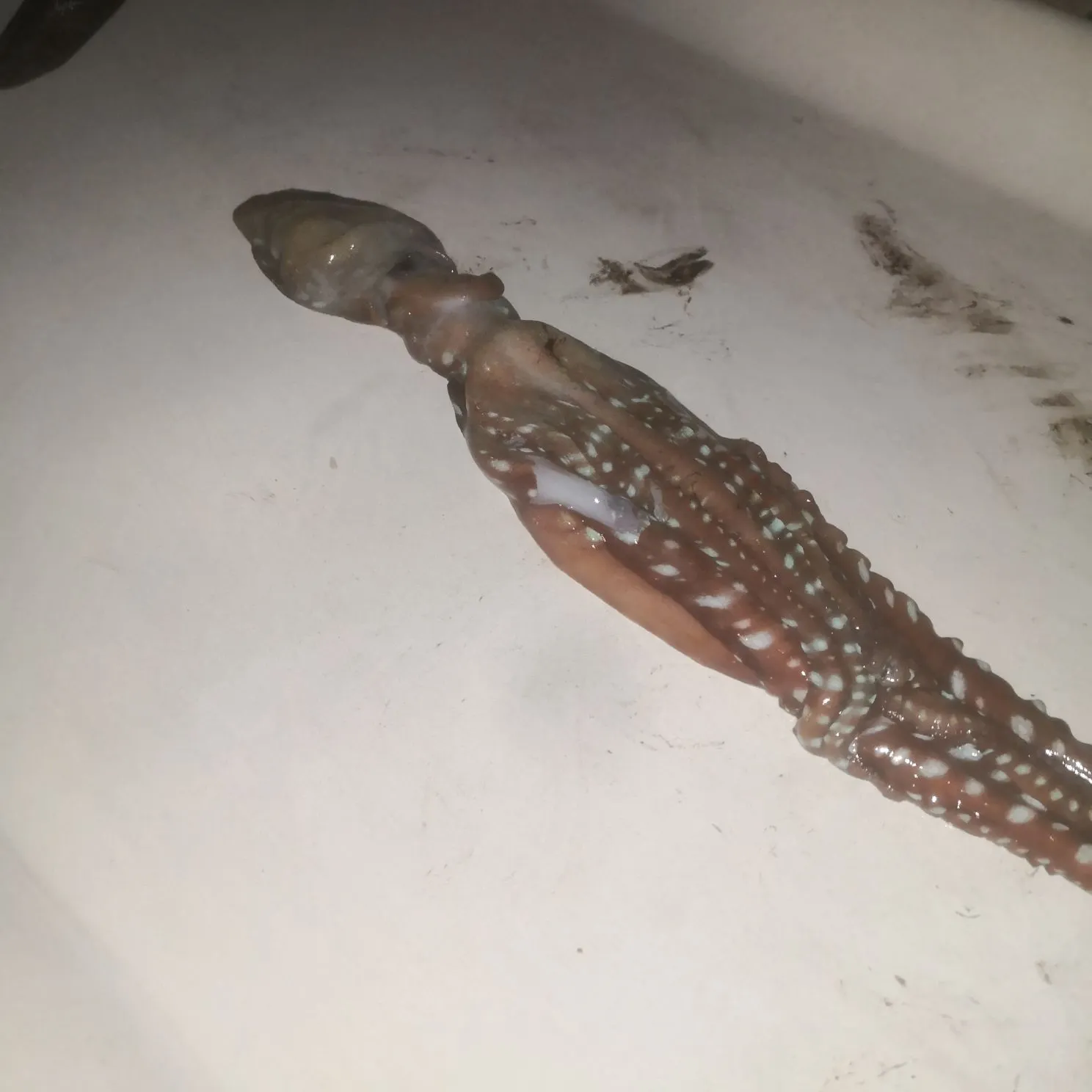 The most recent Hammer octopus catches on Fishbrain