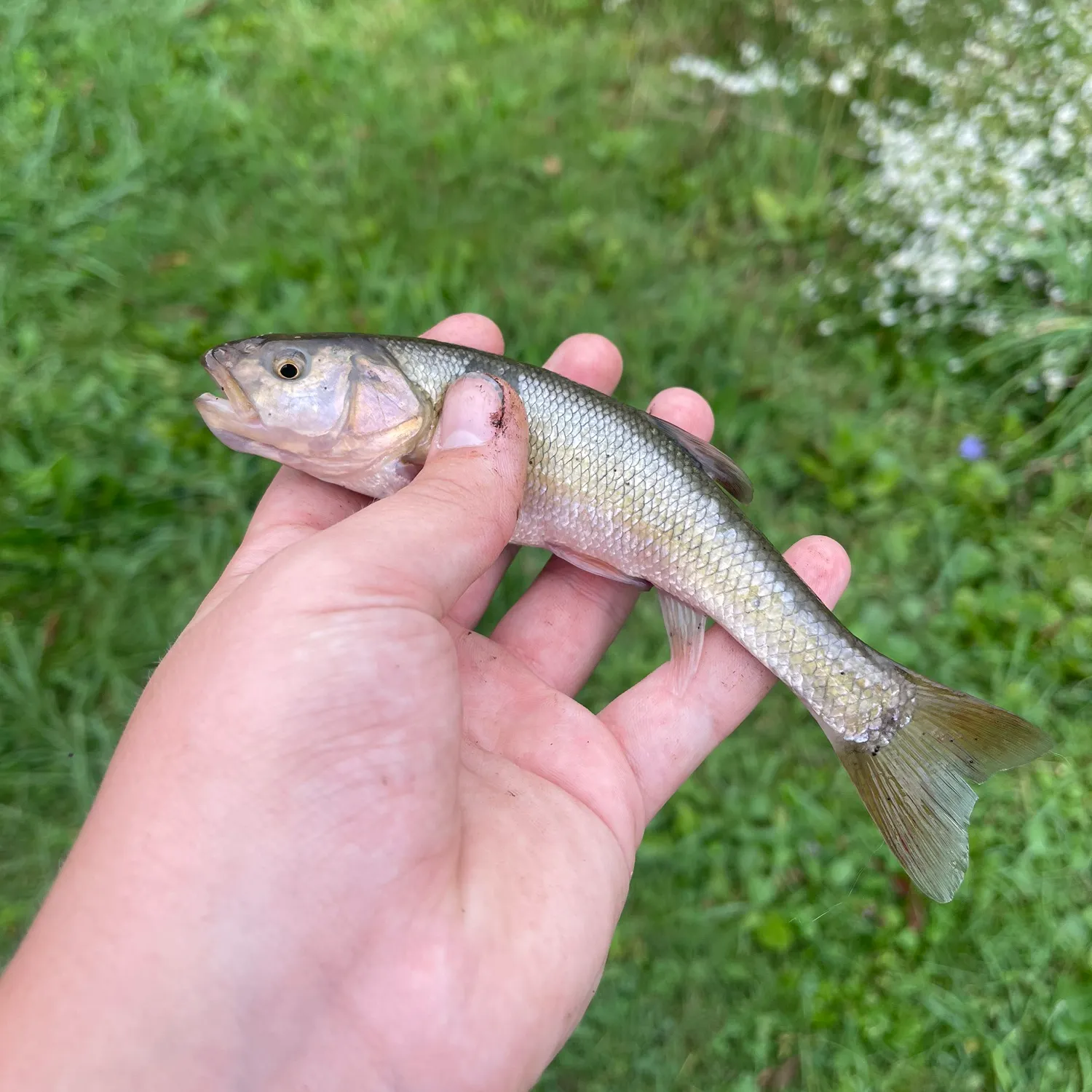 Fallfish caught on Fishbrain