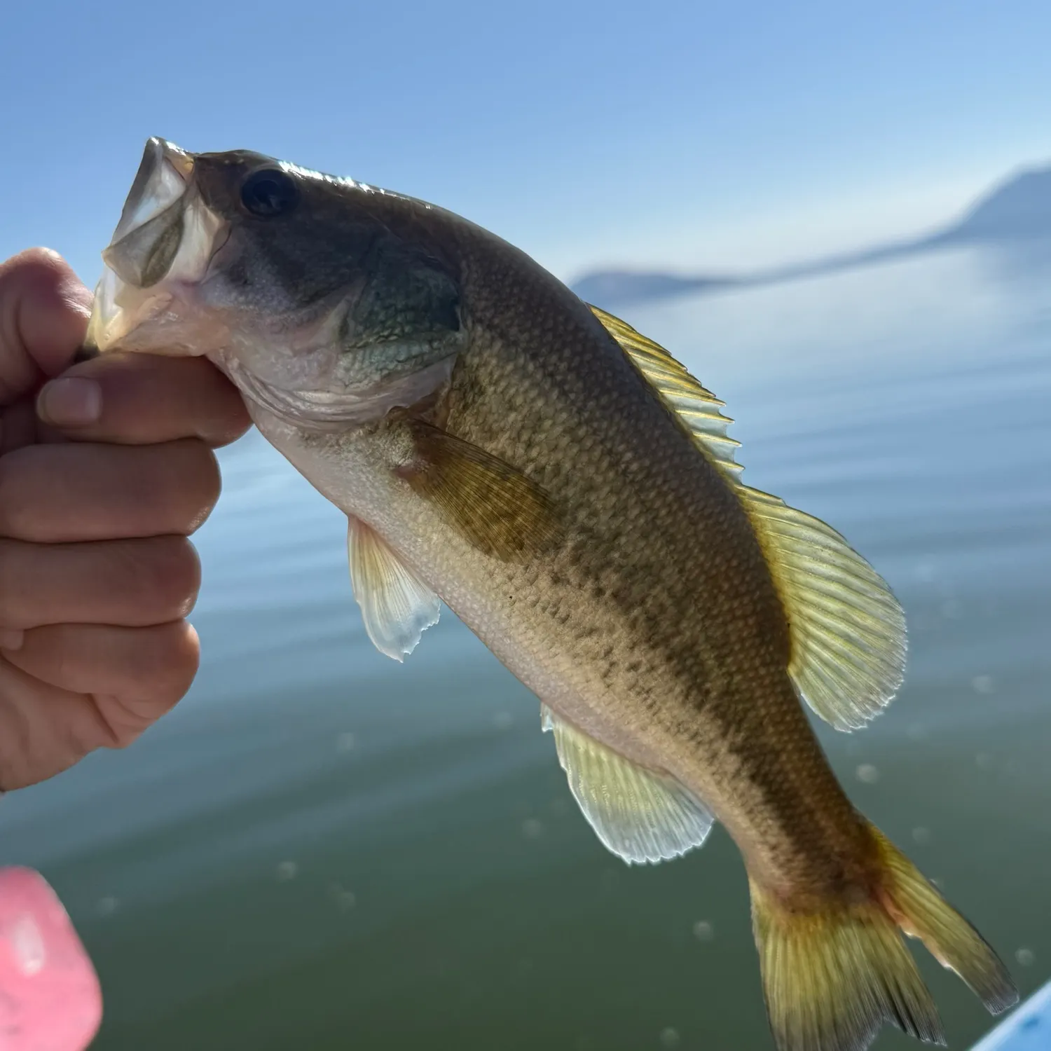 Fish caught on Fishbrain