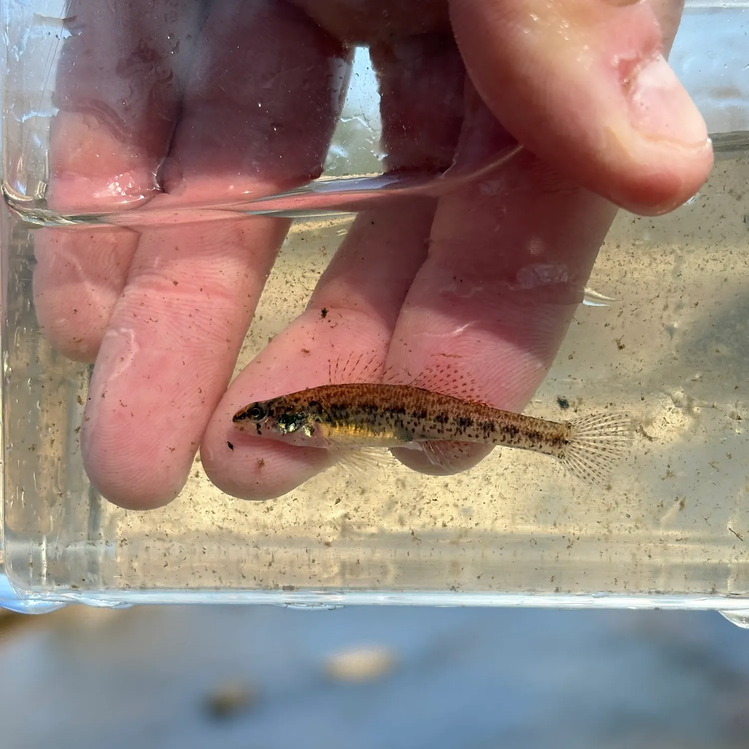 The most recent Swamp darter catches on Fishbrain